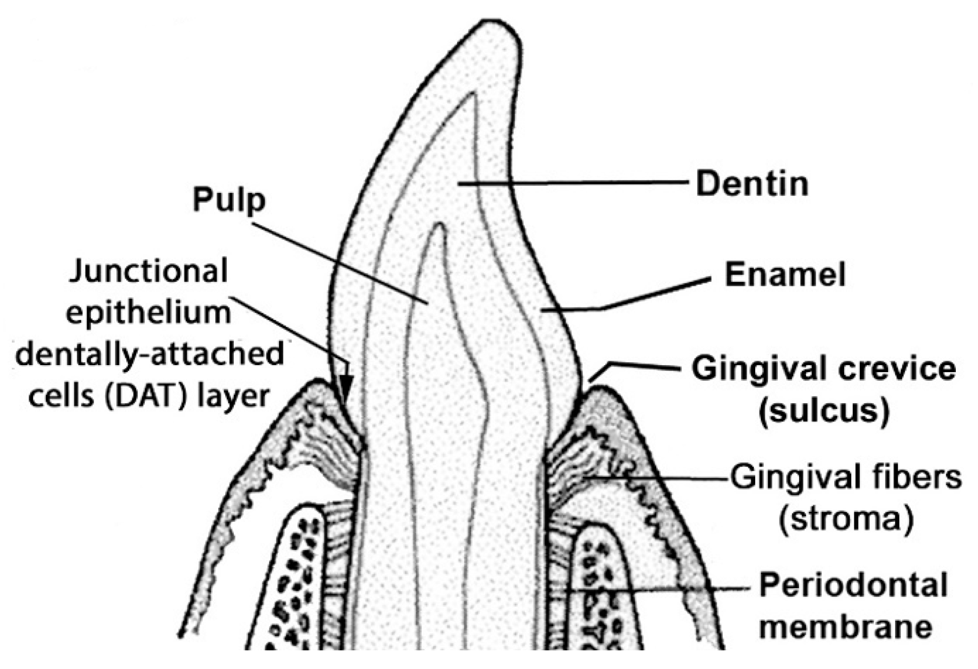 Ijms 24 14249 g001