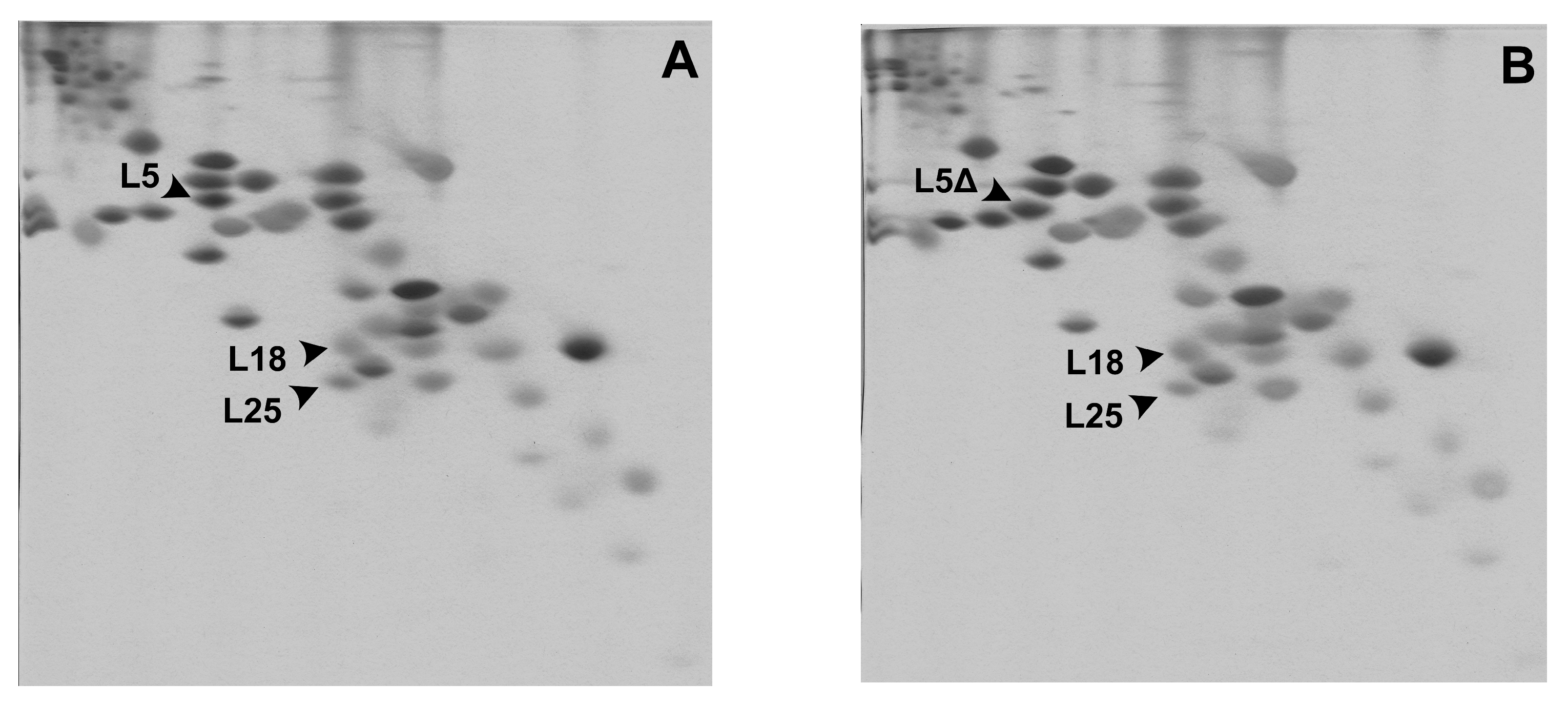 Ijms 24 14285 g003 Ijms 24 14285 g003