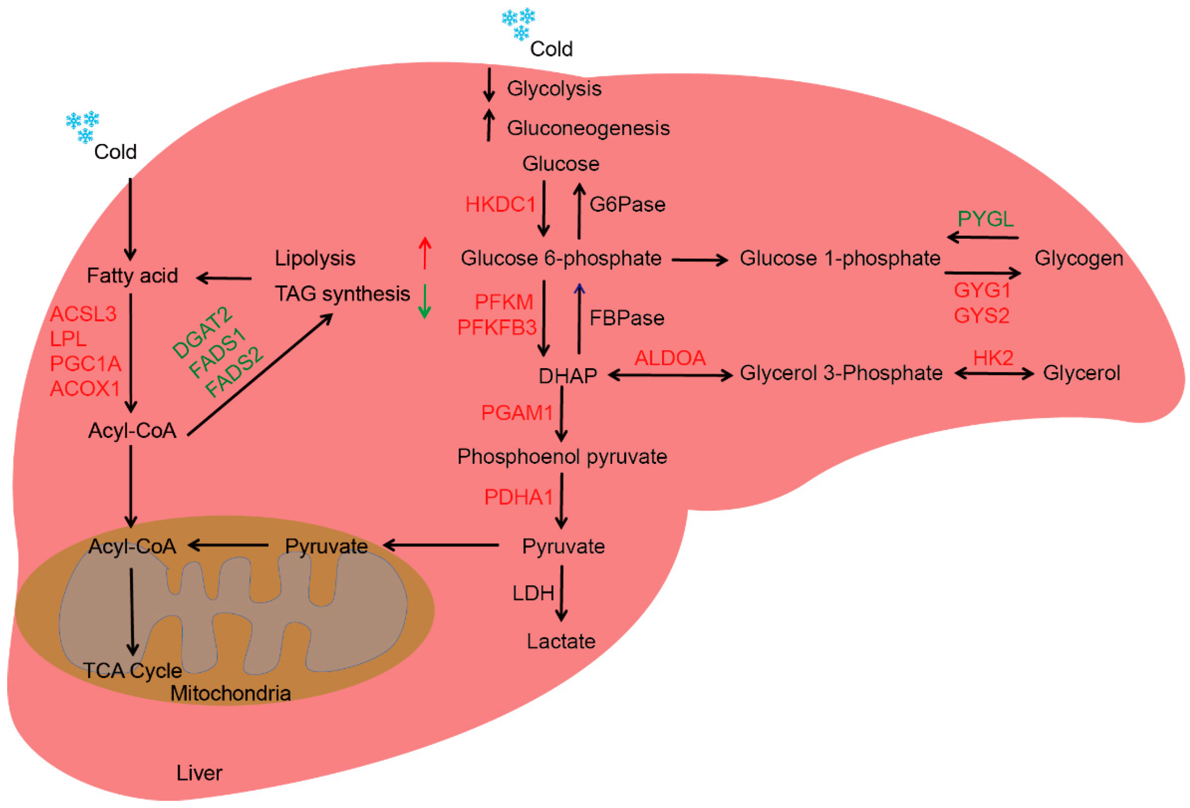 Ijms 24 14330 g005 Ijms 24 14330 g005