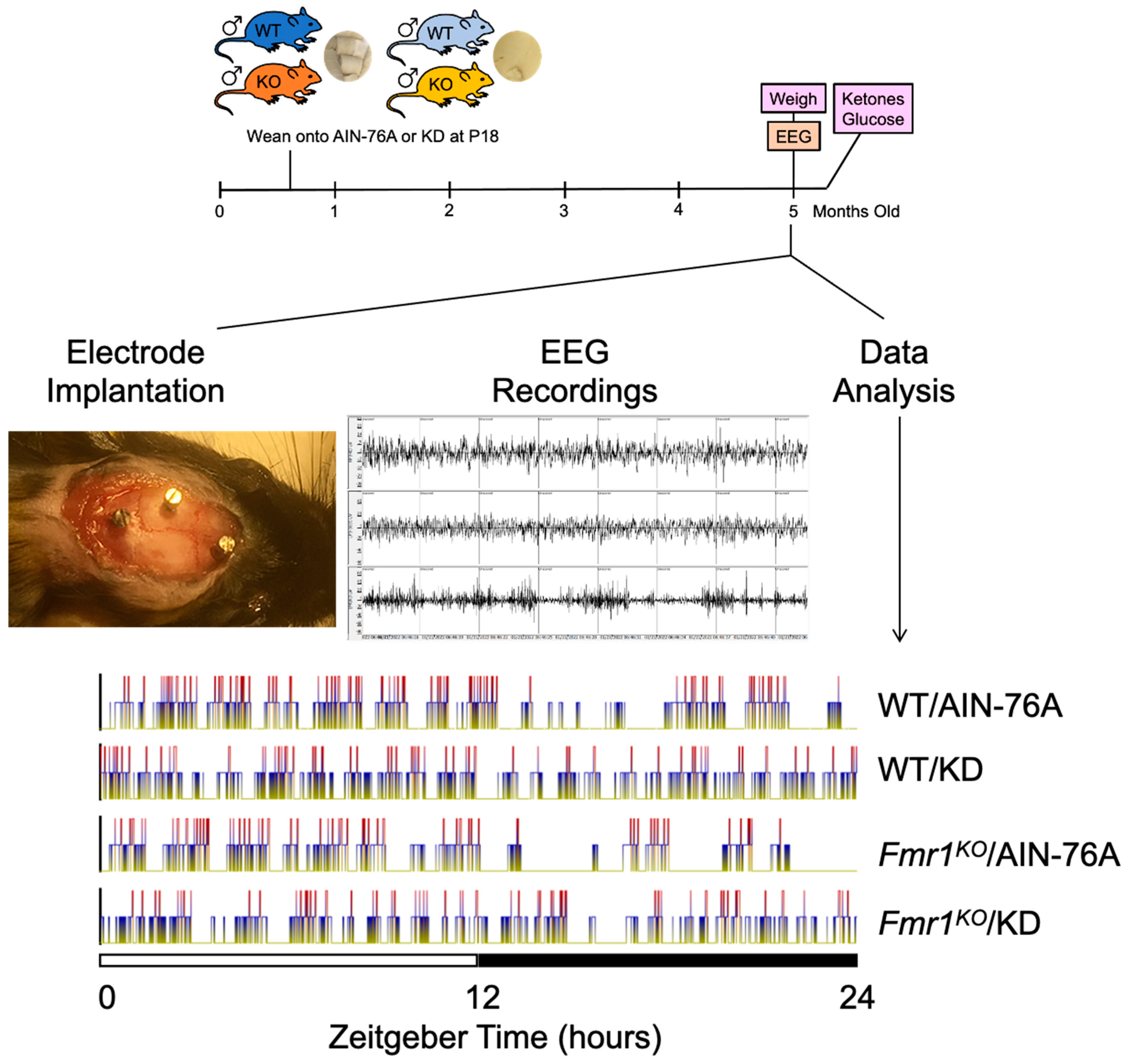 Ijms 24 14460 g001 Ijms 24 14460 g001