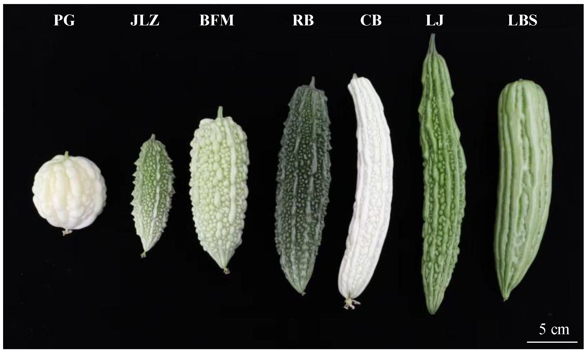 Ijms 24 14495 g001