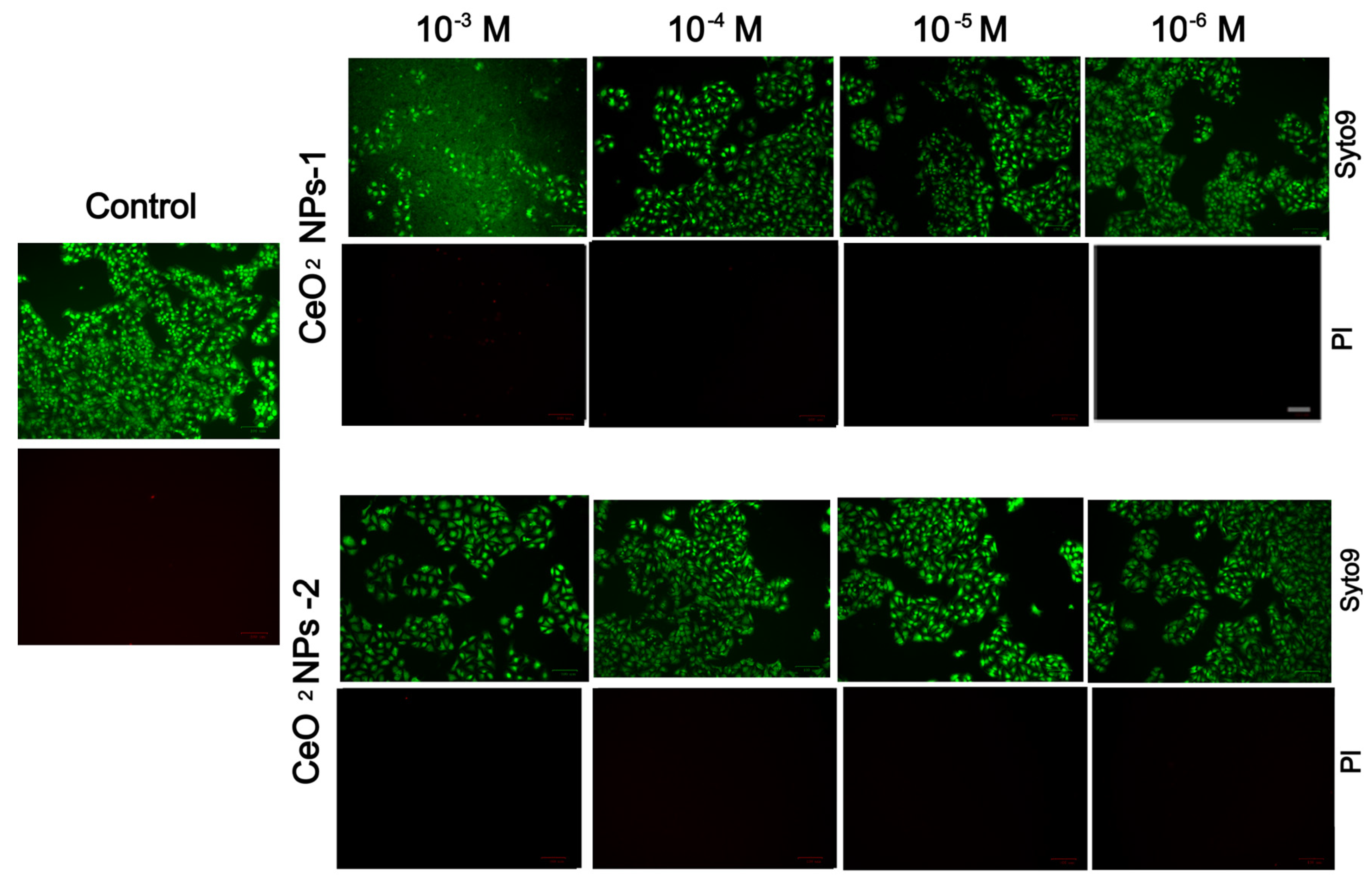 Ijms 24 14501 g010 Ijms 24 14501 g010