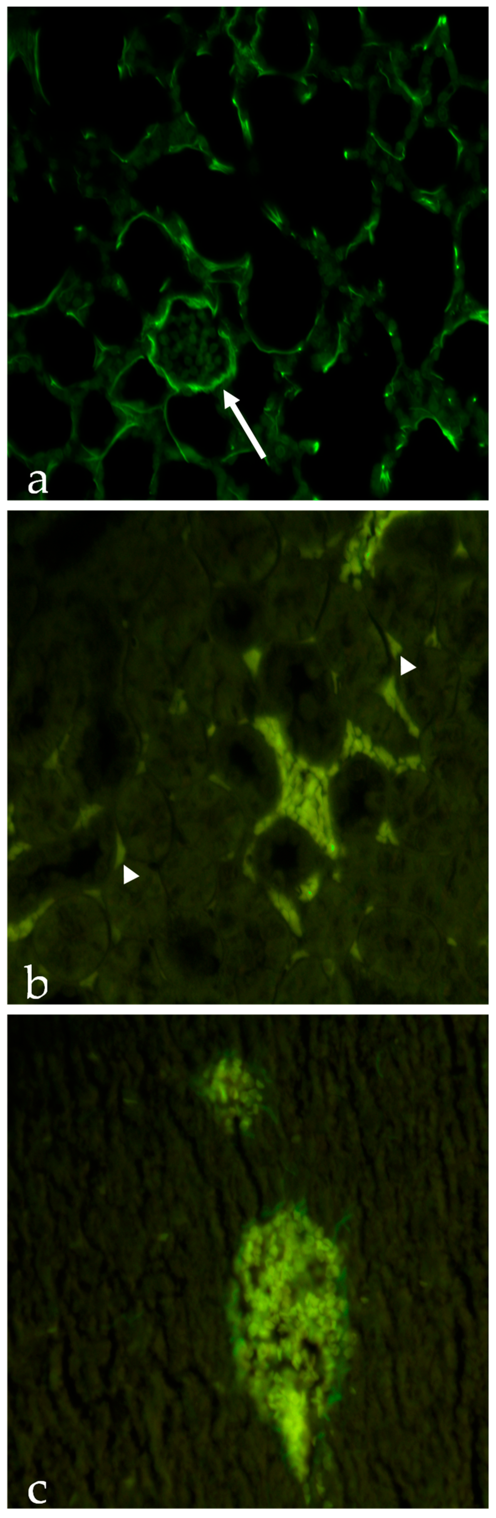 Ijms 24 14523 g004