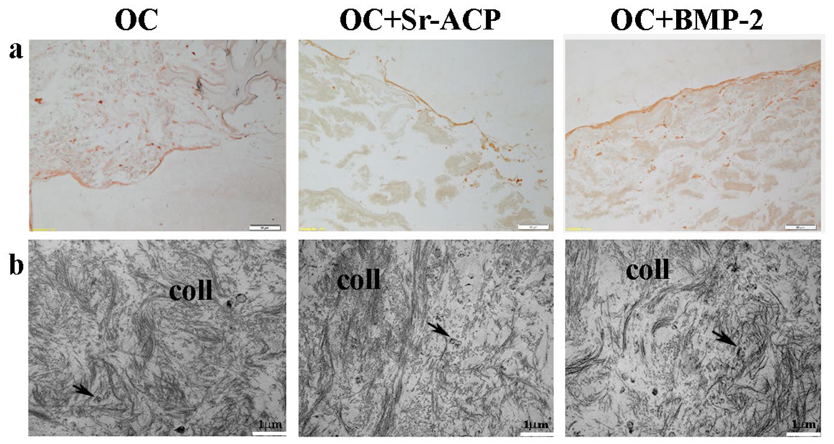 Ijms 24 14764 g005 Ijms 24 14764 g005