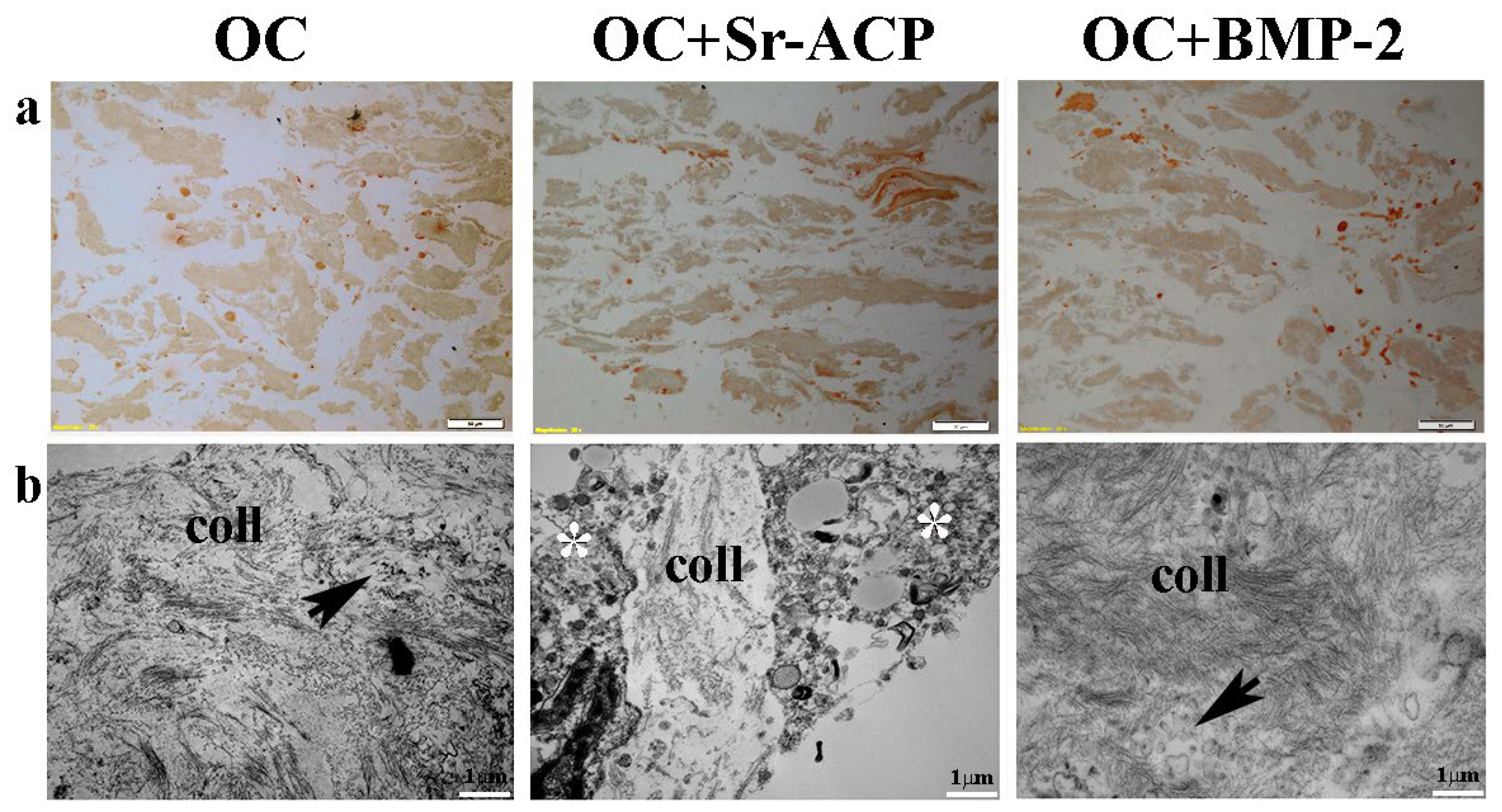 Ijms 24 14764 g006 Ijms 24 14764 g006