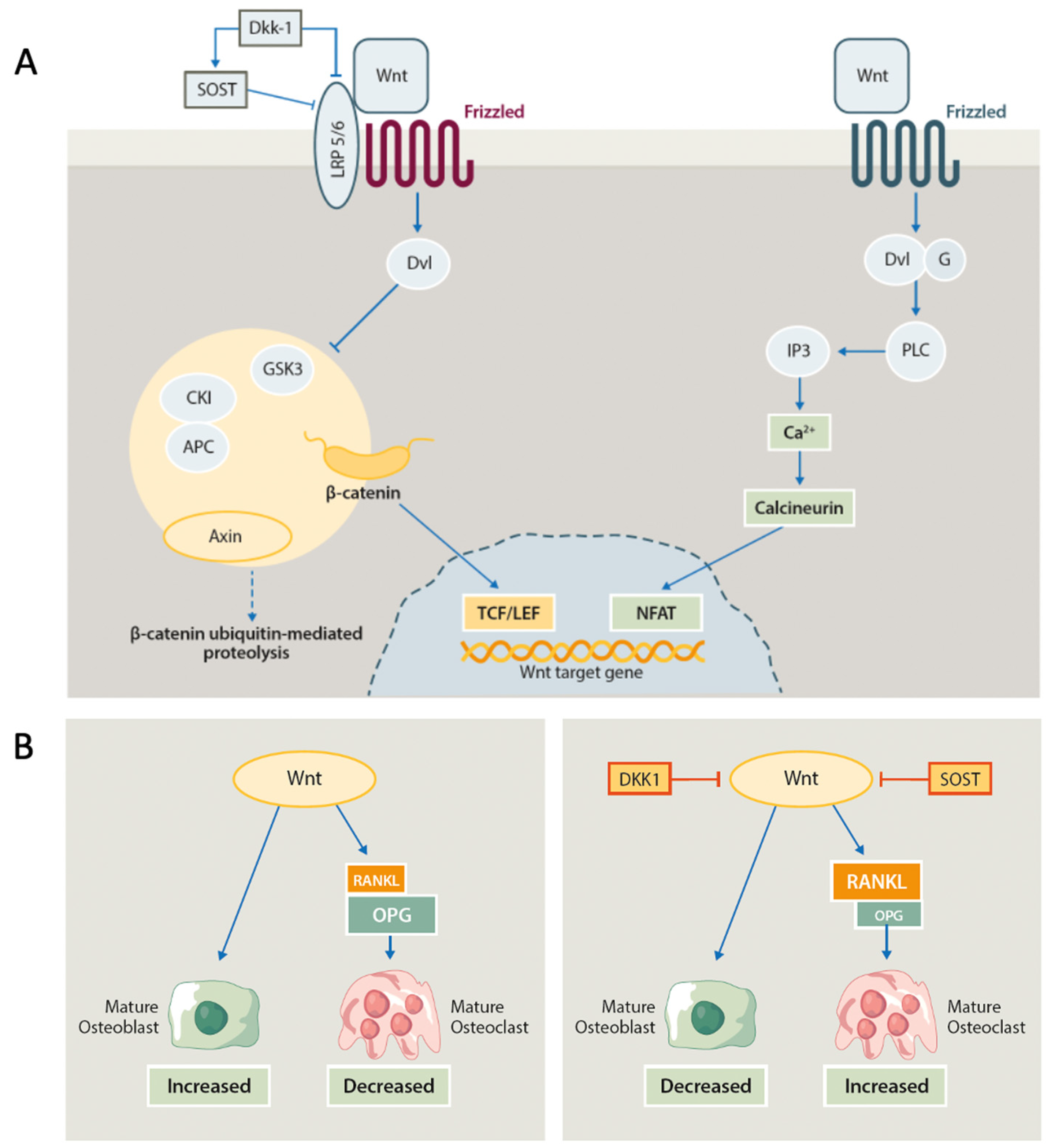 Ijms 24 14924 g001 Ijms 24 14924 g001