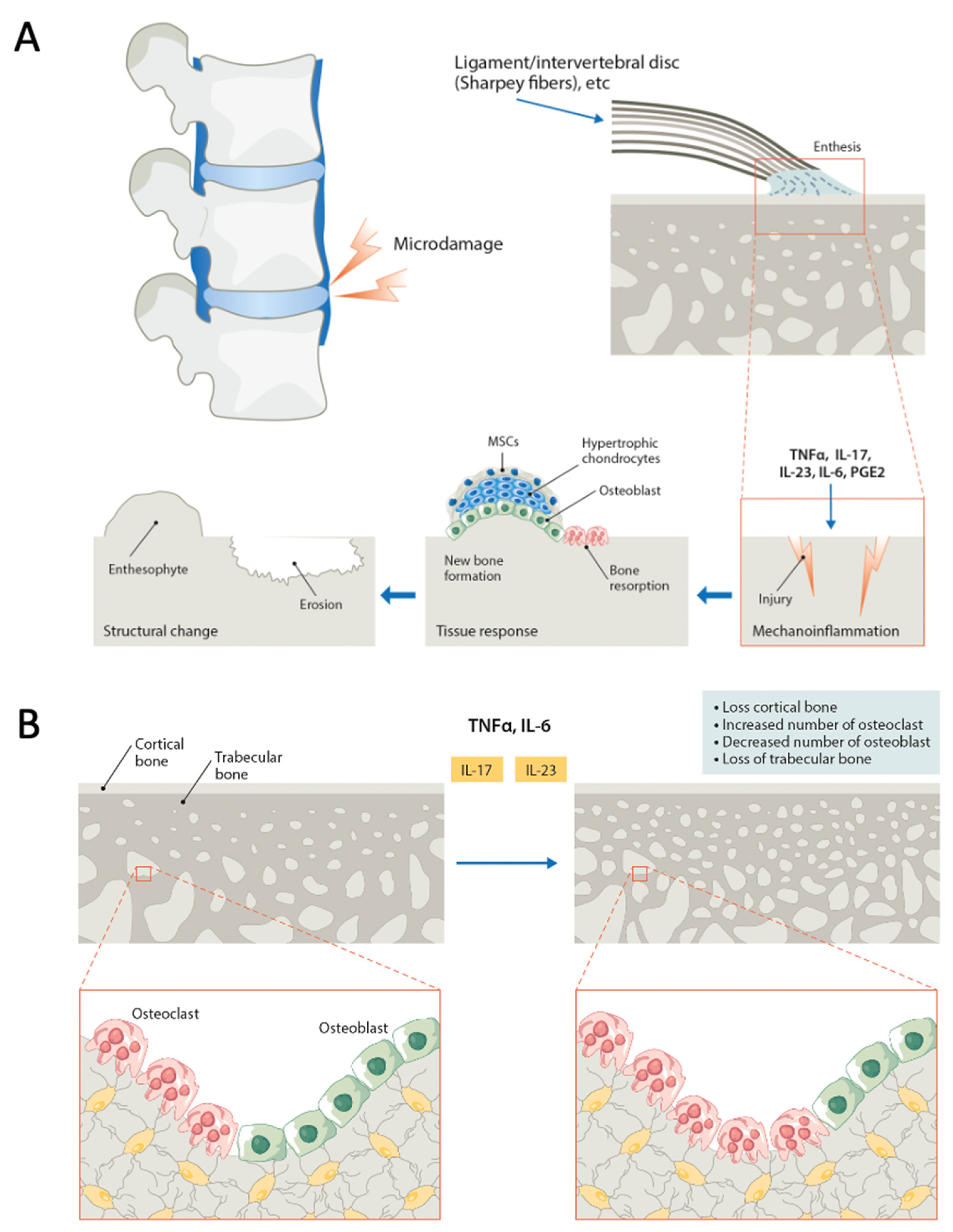 Ijms 24 14924 g003 Ijms 24 14924 g003