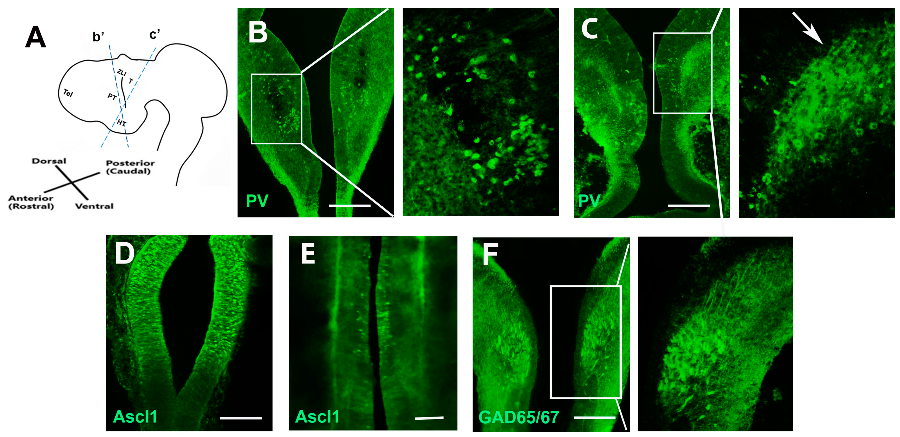 Ijms 24 14998 g001 Ijms 24 14998 g001