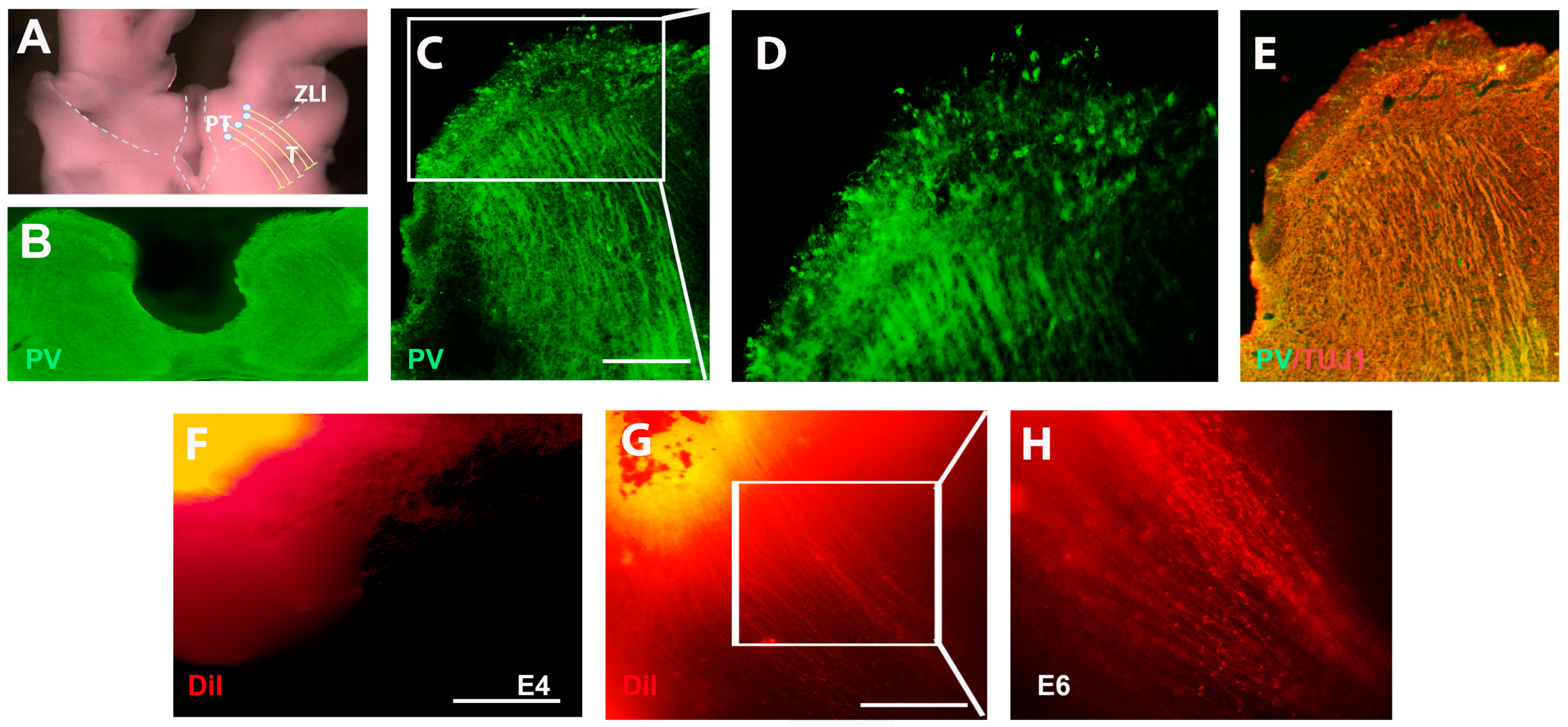 Ijms 24 14998 g002 Ijms 24 14998 g002