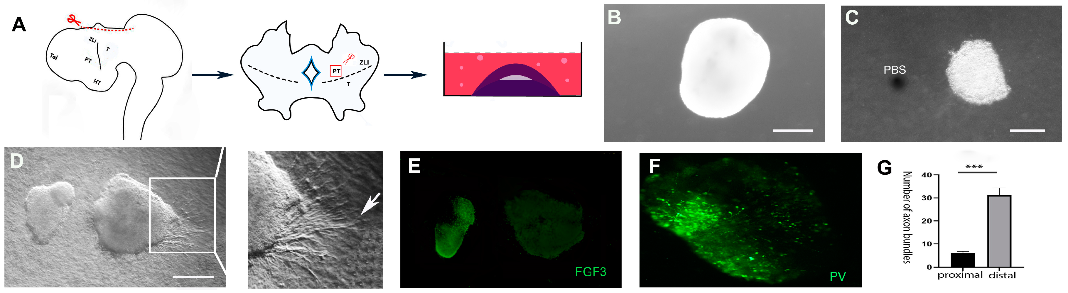 Ijms 24 14998 g003 Ijms 24 14998 g003