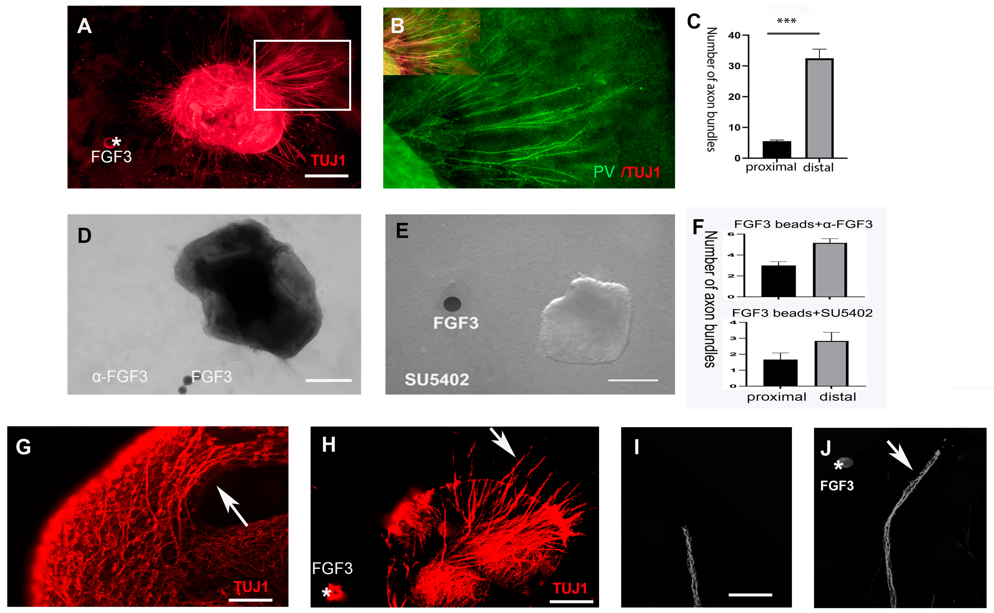 Ijms 24 14998 g004 Ijms 24 14998 g004