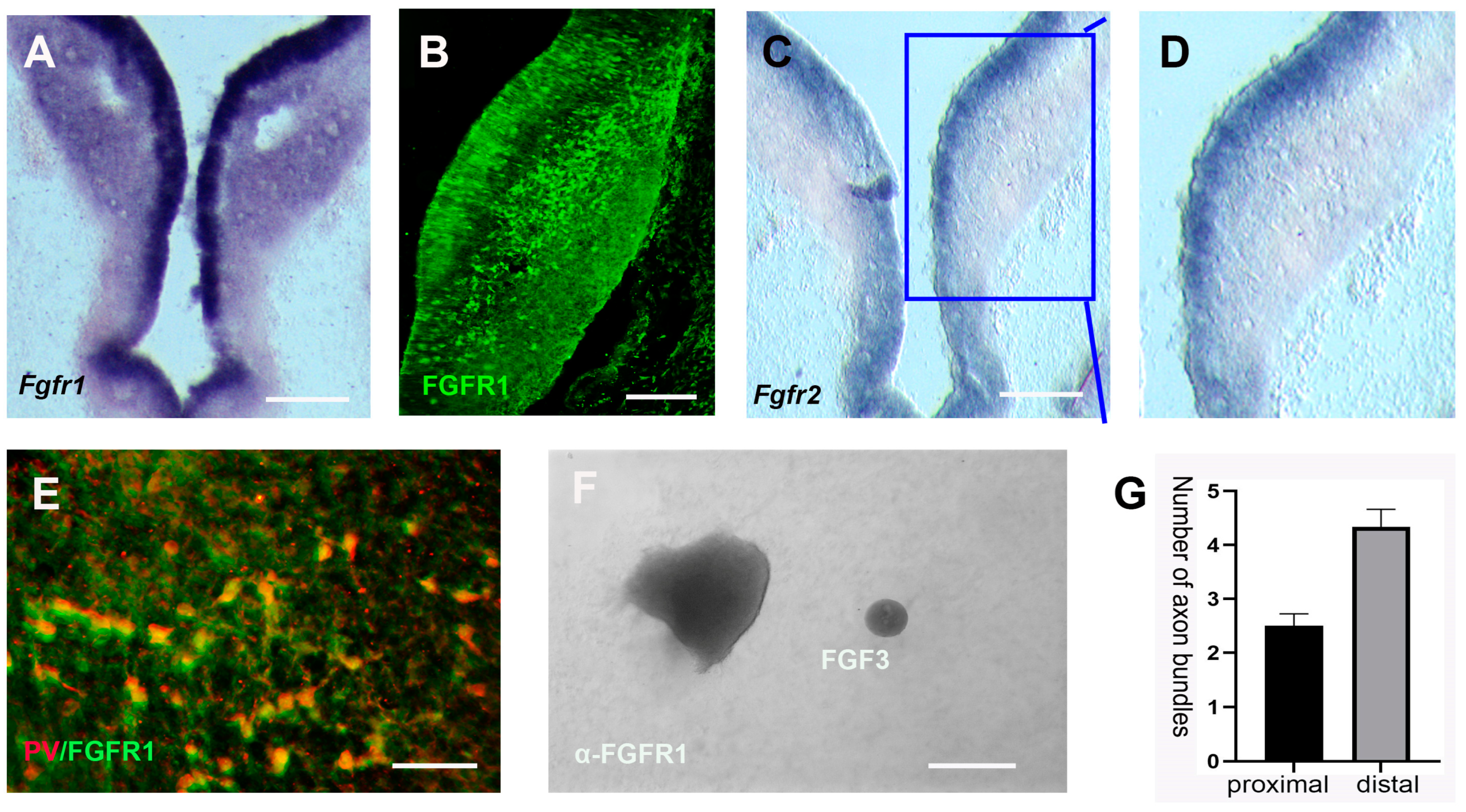 Ijms 24 14998 g006 Ijms 24 14998 g006