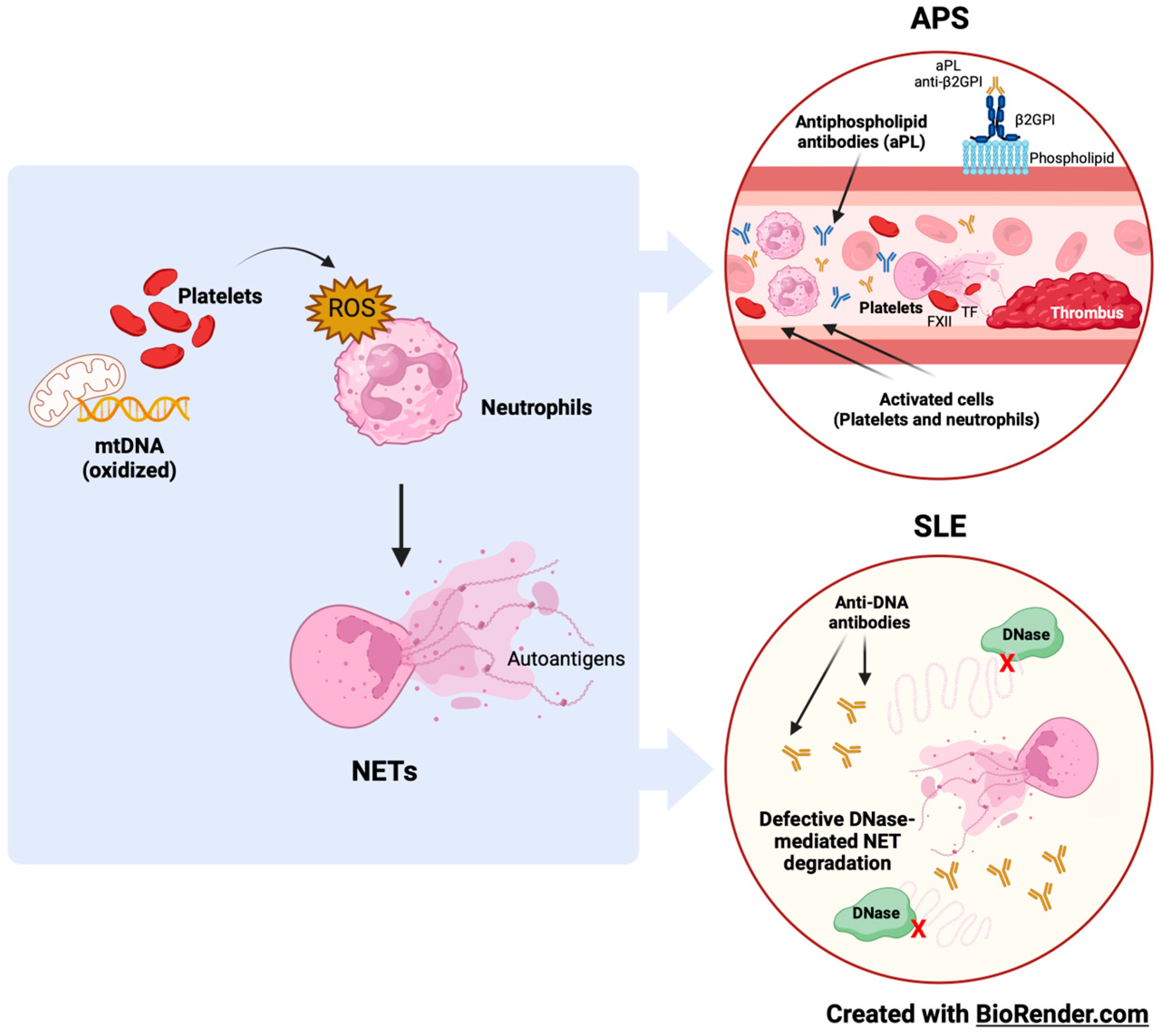 Ijms 24 15234 g002 Ijms 24 15234 g002