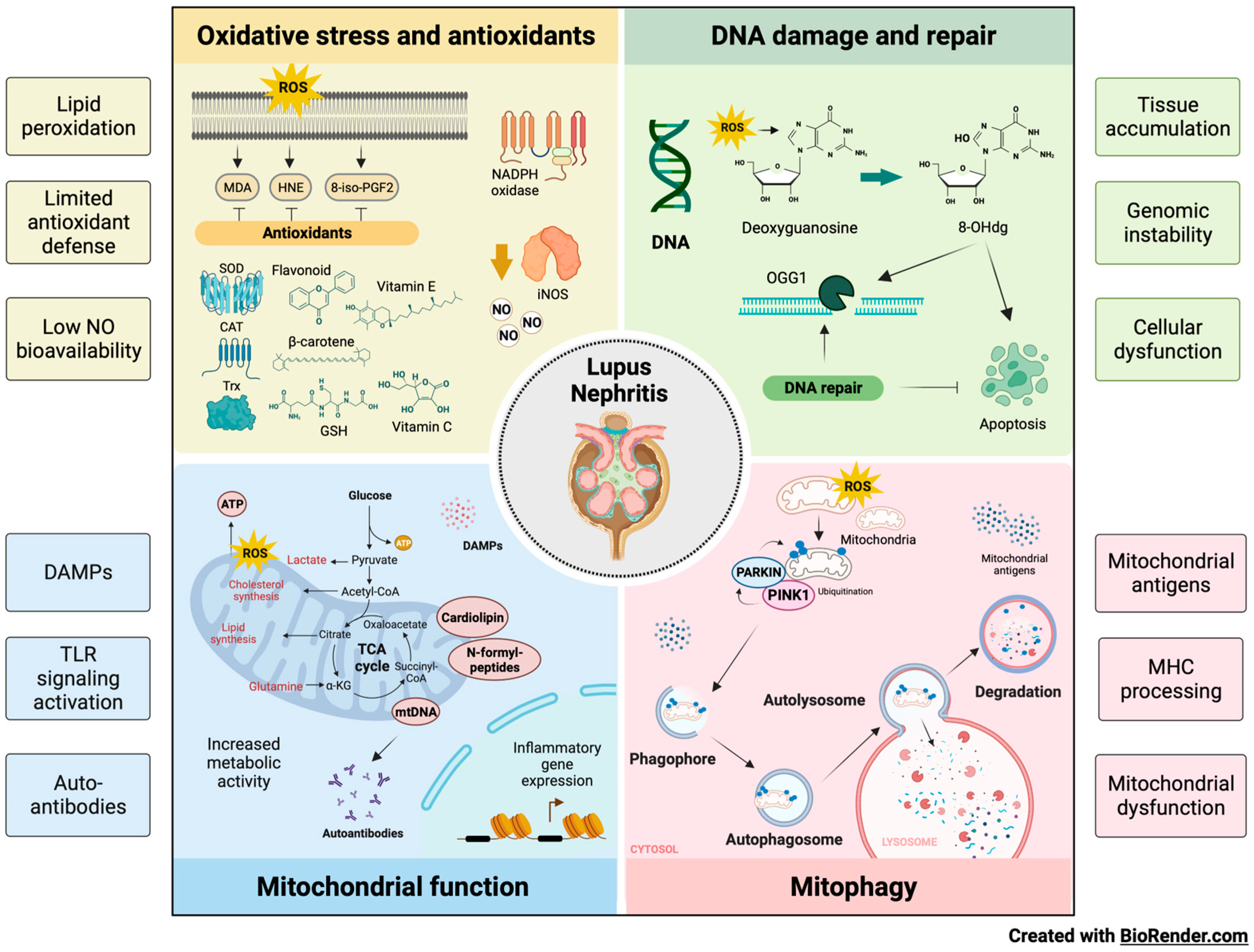 Ijms 24 15234 g004 Ijms 24 15234 g004