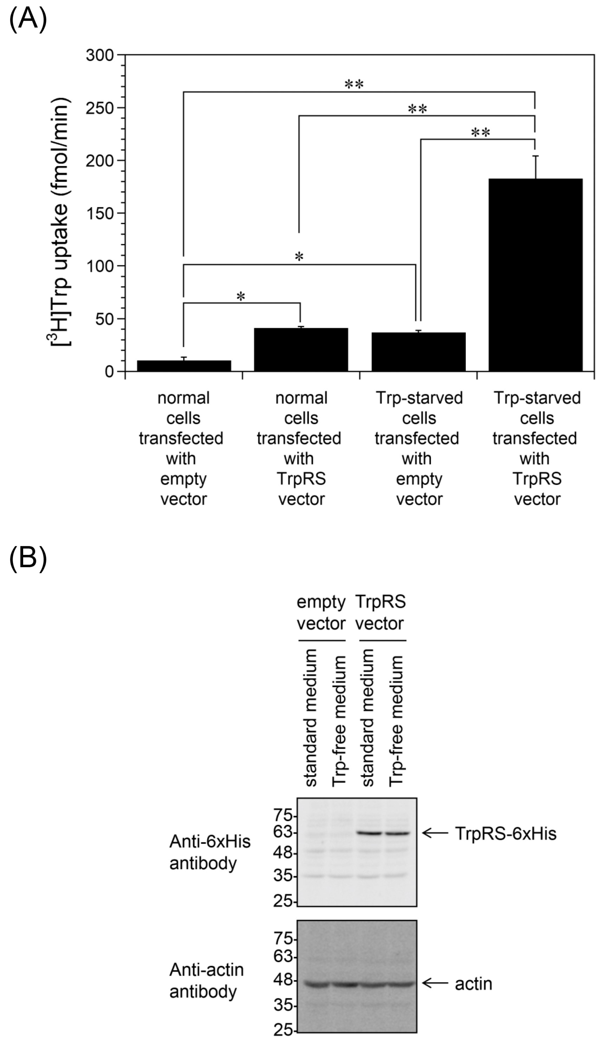 Ijms 24 15453 g002 Ijms 24 15453 g002