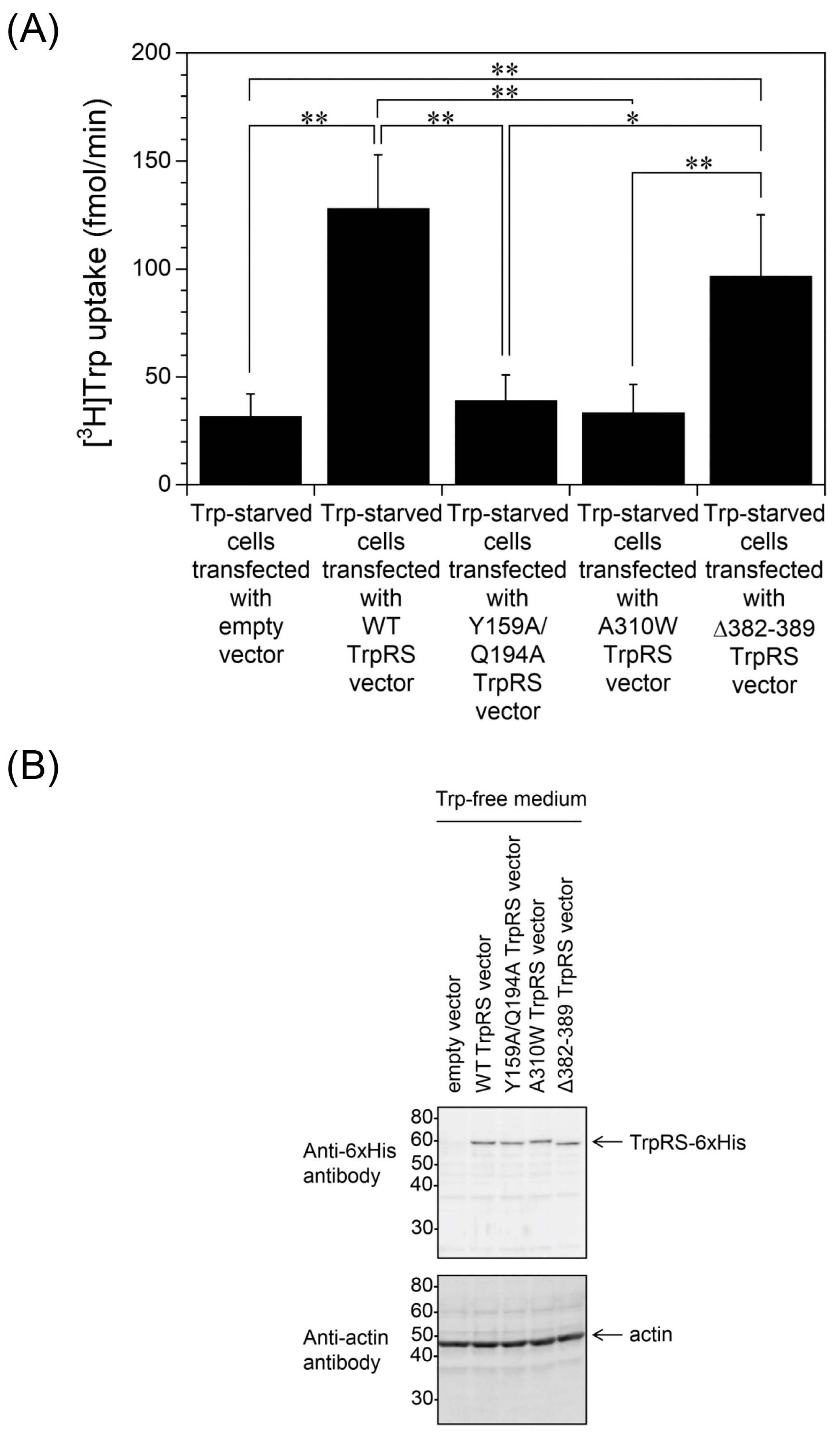 Ijms 24 15453 g003 Ijms 24 15453 g003