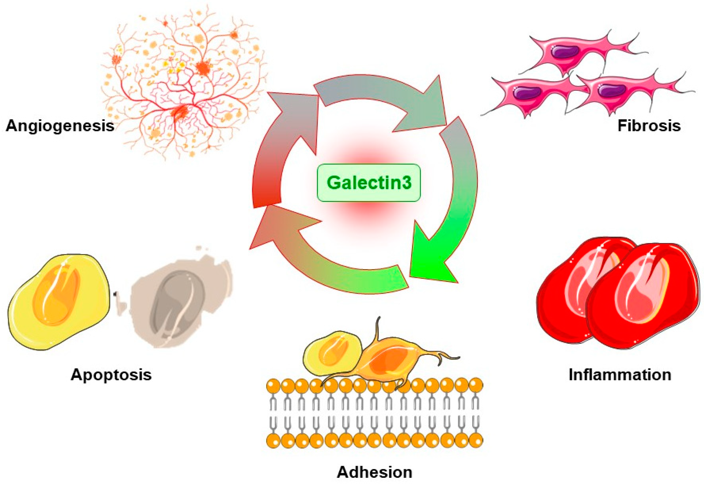 Ijms 24 15516 g002 Ijms 24 15516 g002