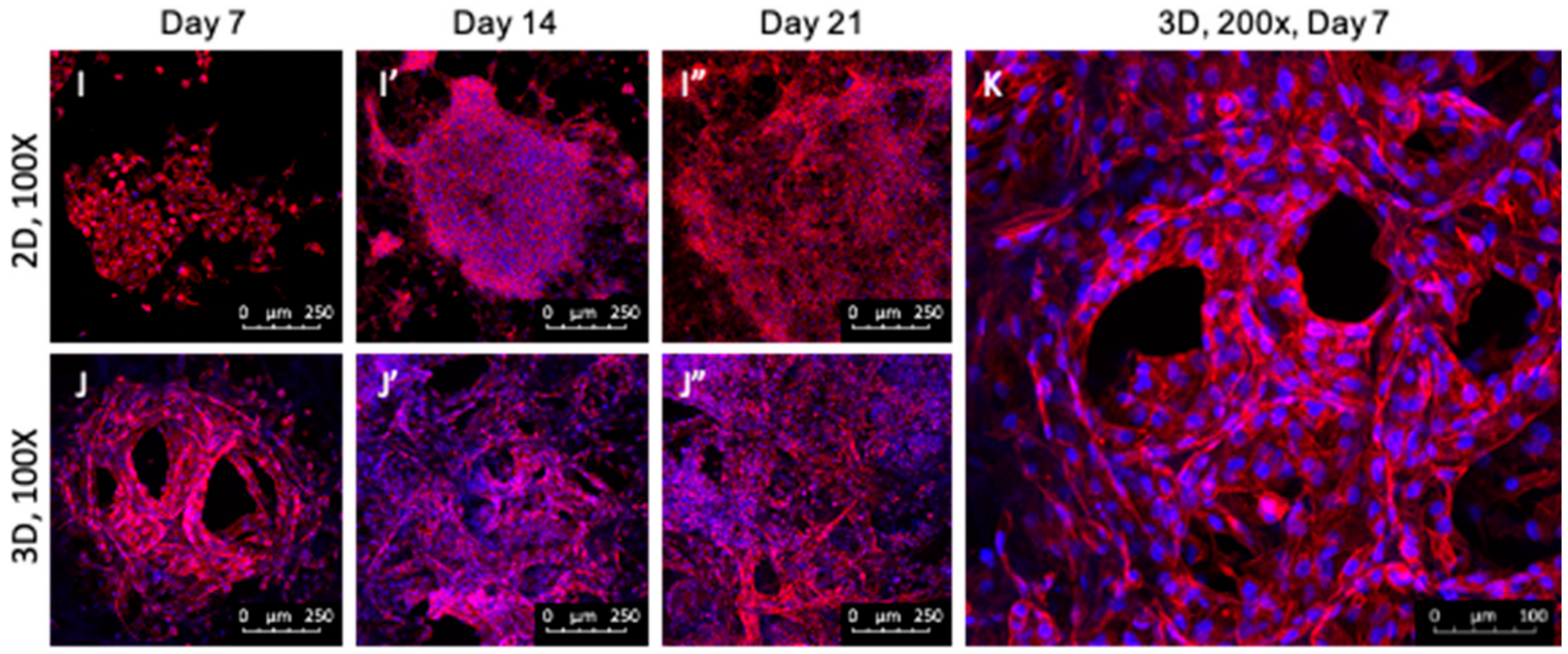 Ijms 24 15547 g001b Ijms 24 15547 g001b