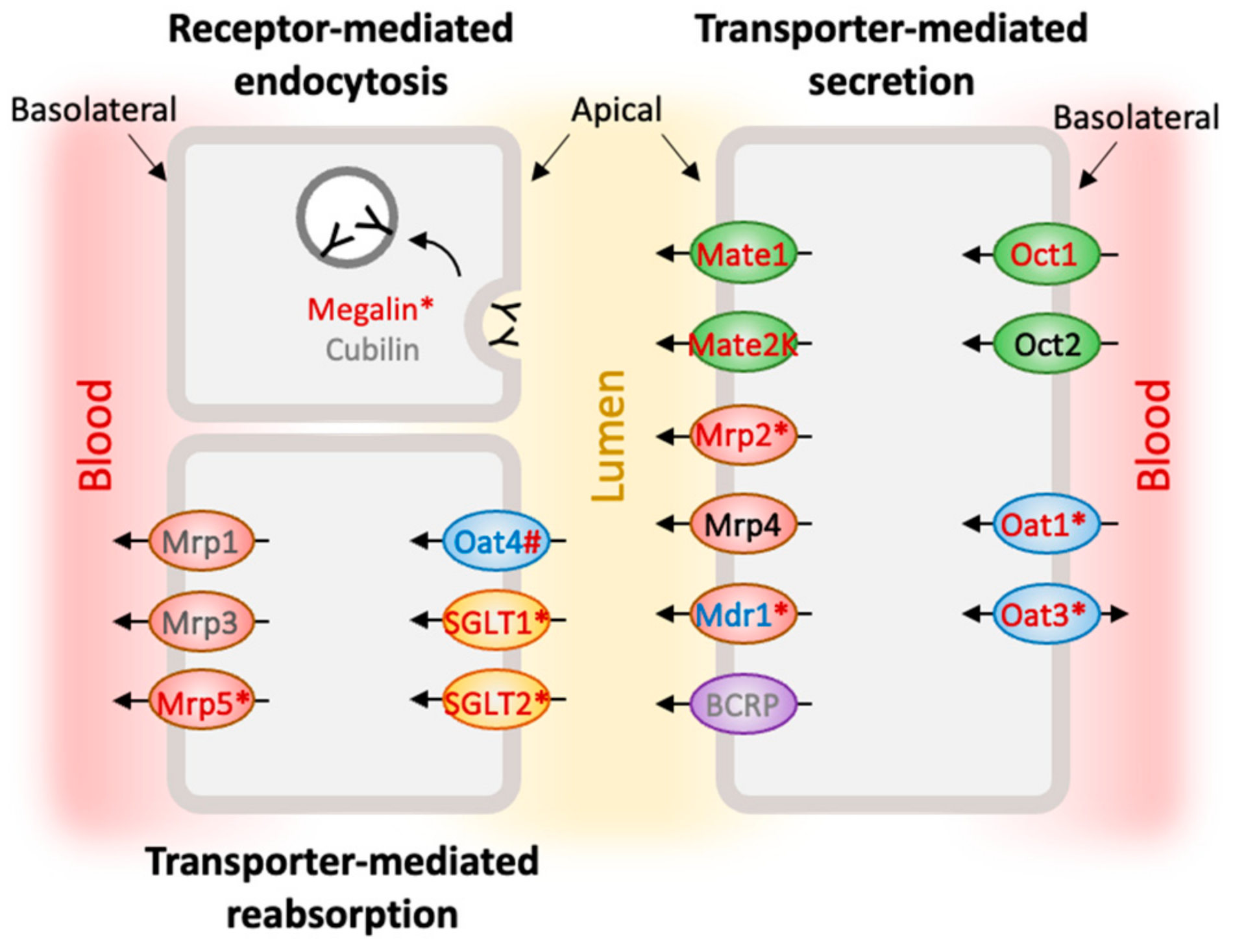 Ijms 24 15547 g005 Ijms 24 15547 g005