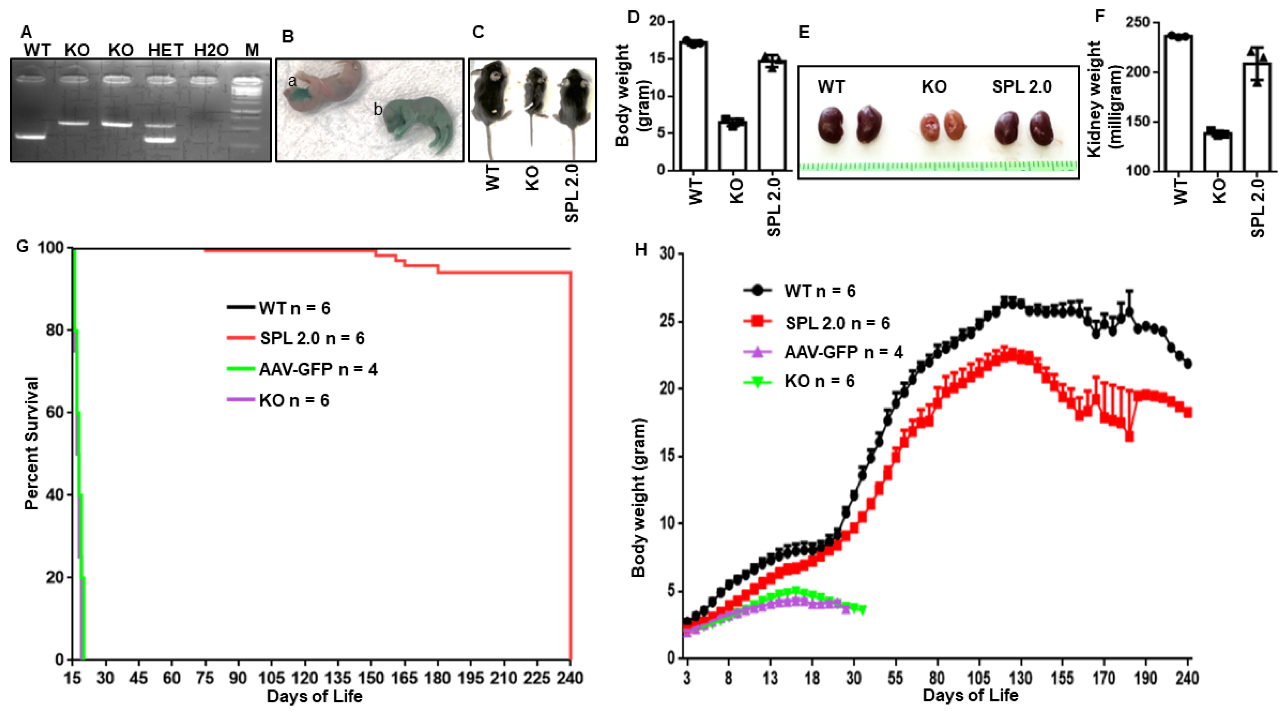 Ijms 24 15560 g002 Ijms 24 15560 g002