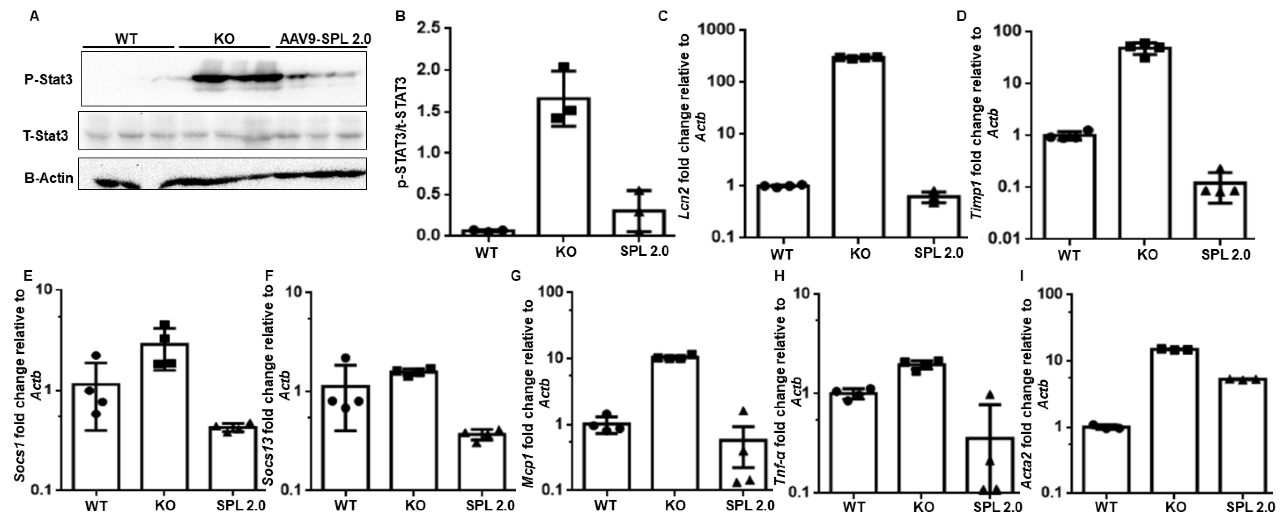 Ijms 24 15560 g006 Ijms 24 15560 g006
