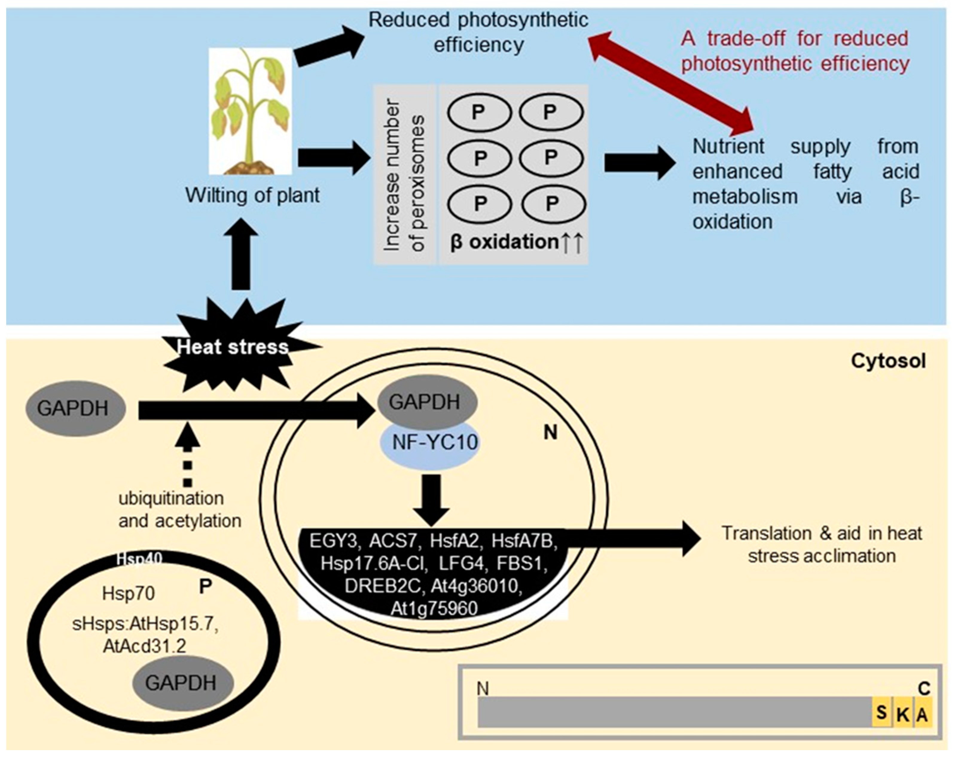 Ijms 24 15670 g002 Ijms 24 15670 g002