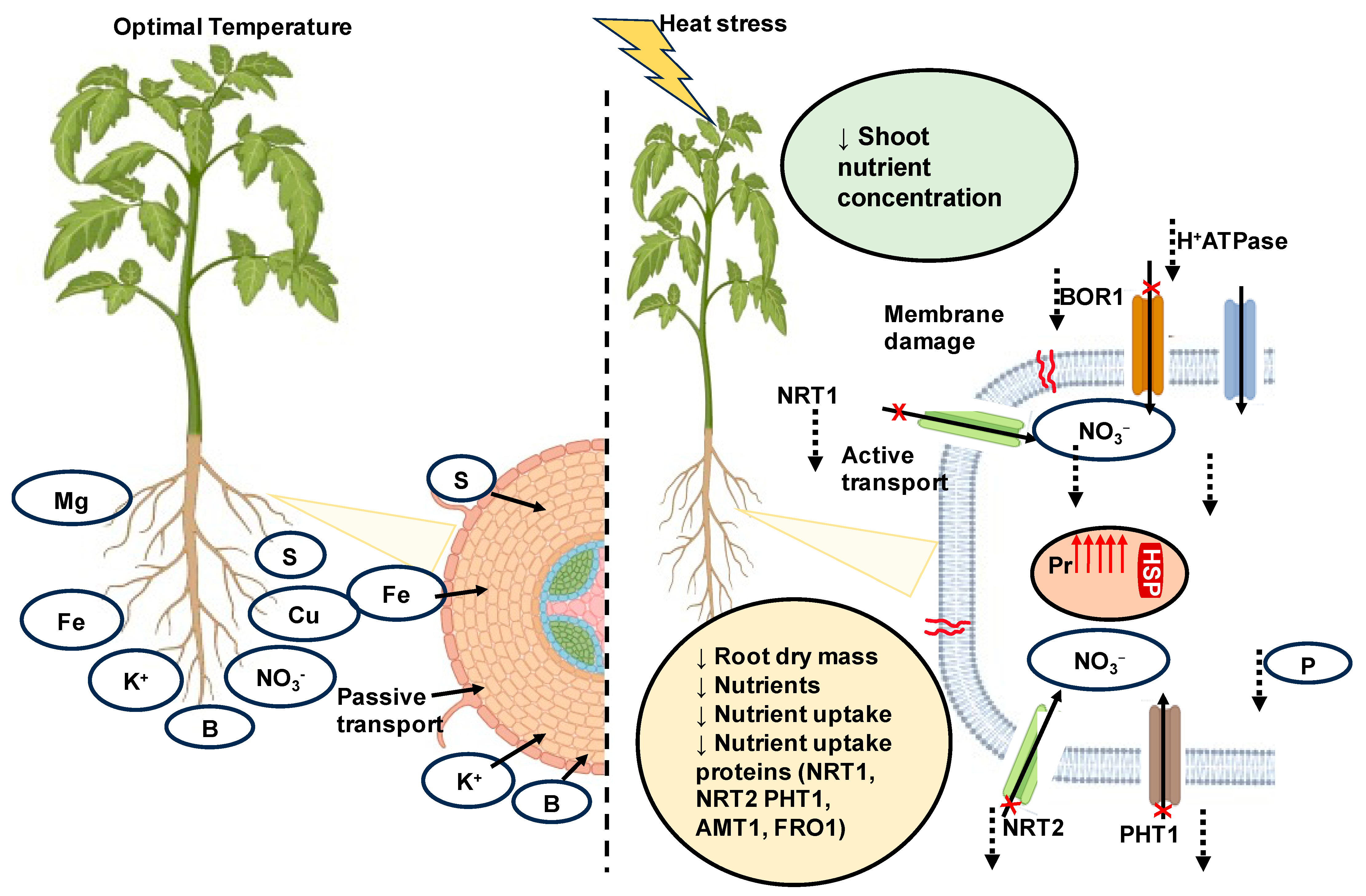 Ijms 24 15670 g003 Ijms 24 15670 g003