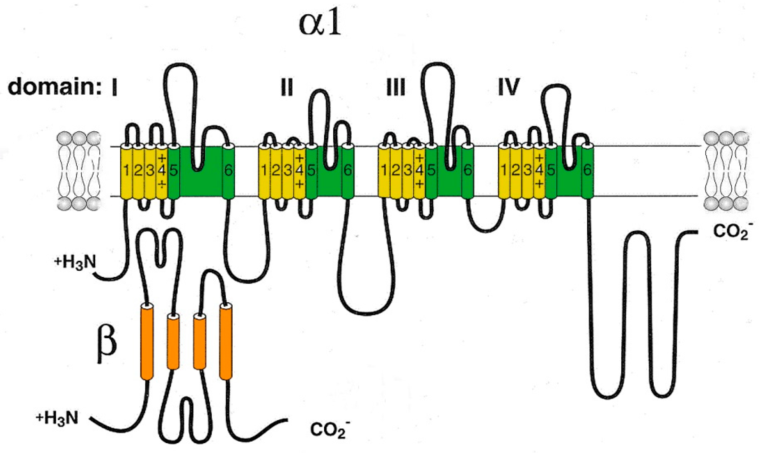 Ijms 24 15682 g001 Ijms 24 15682 g001
