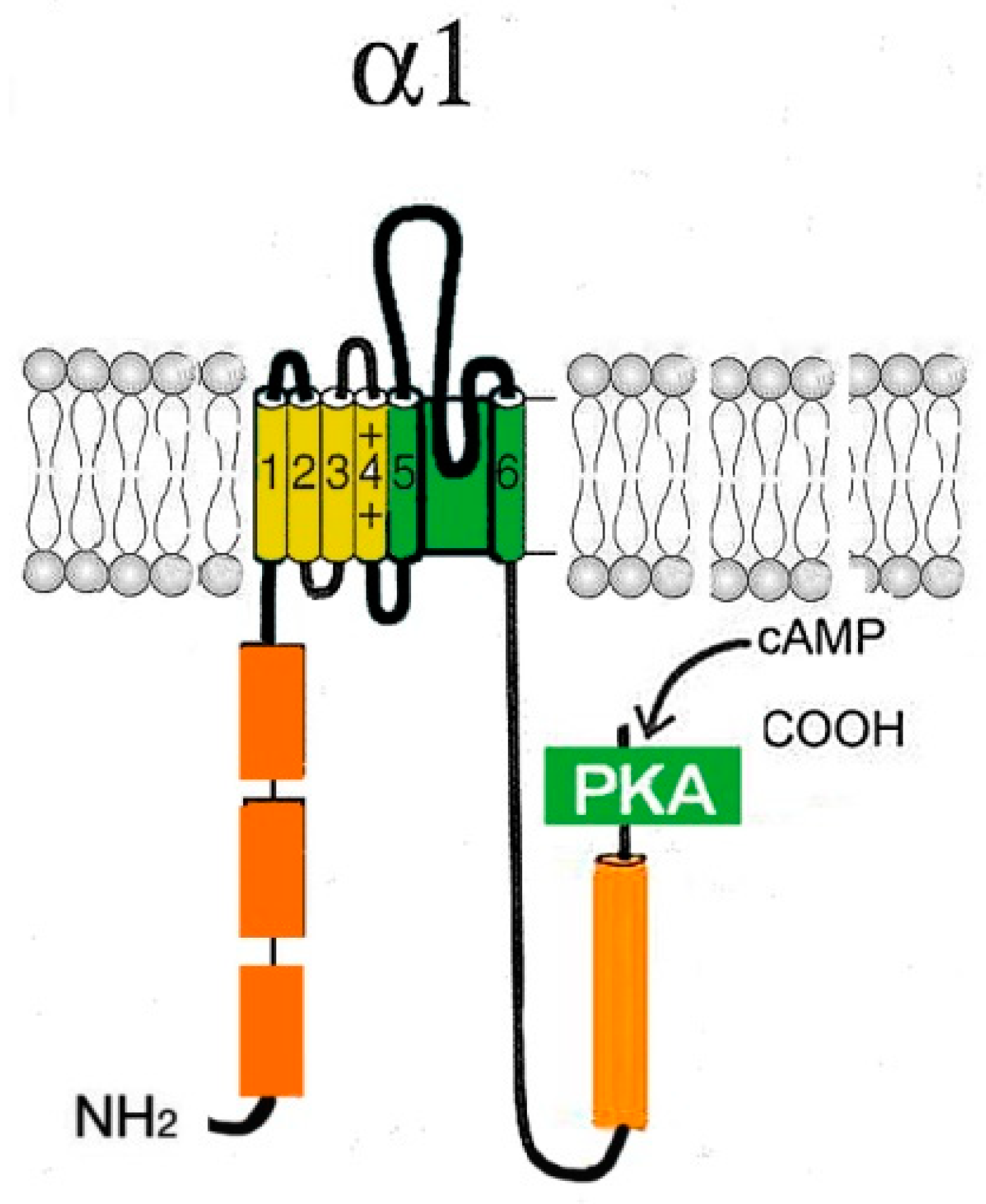 Ijms 24 15682 g006 Ijms 24 15682 g006