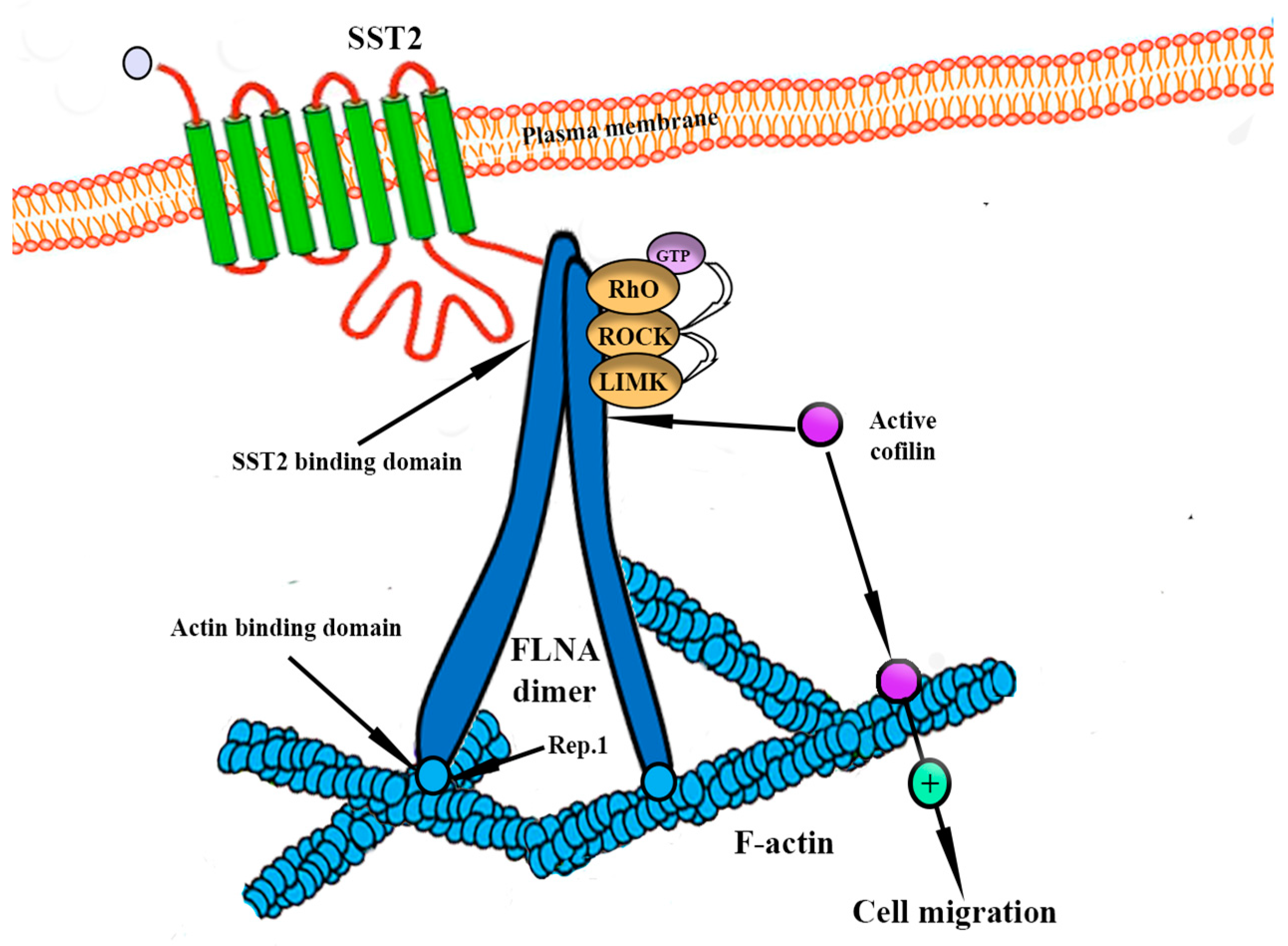 Ijms 24 15719 g005 Ijms 24 15719 g005