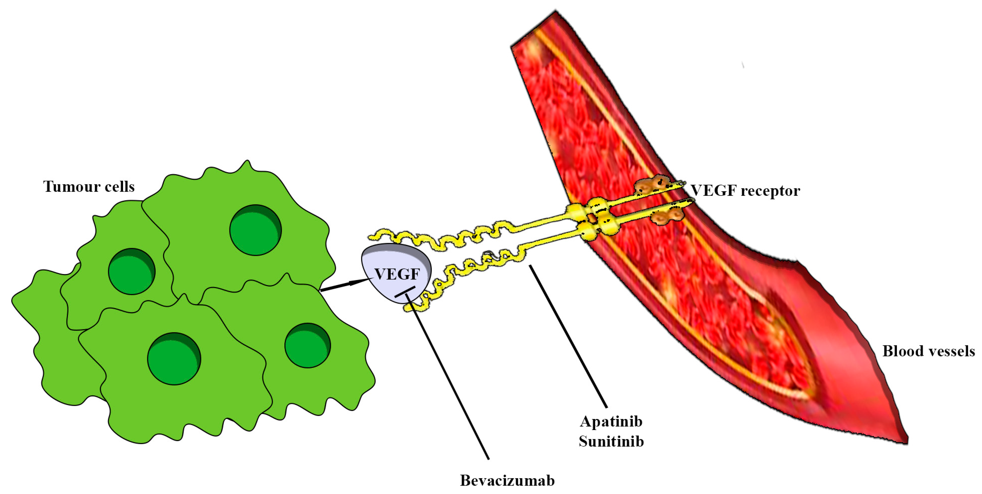 Ijms 24 15719 g006 Ijms 24 15719 g006