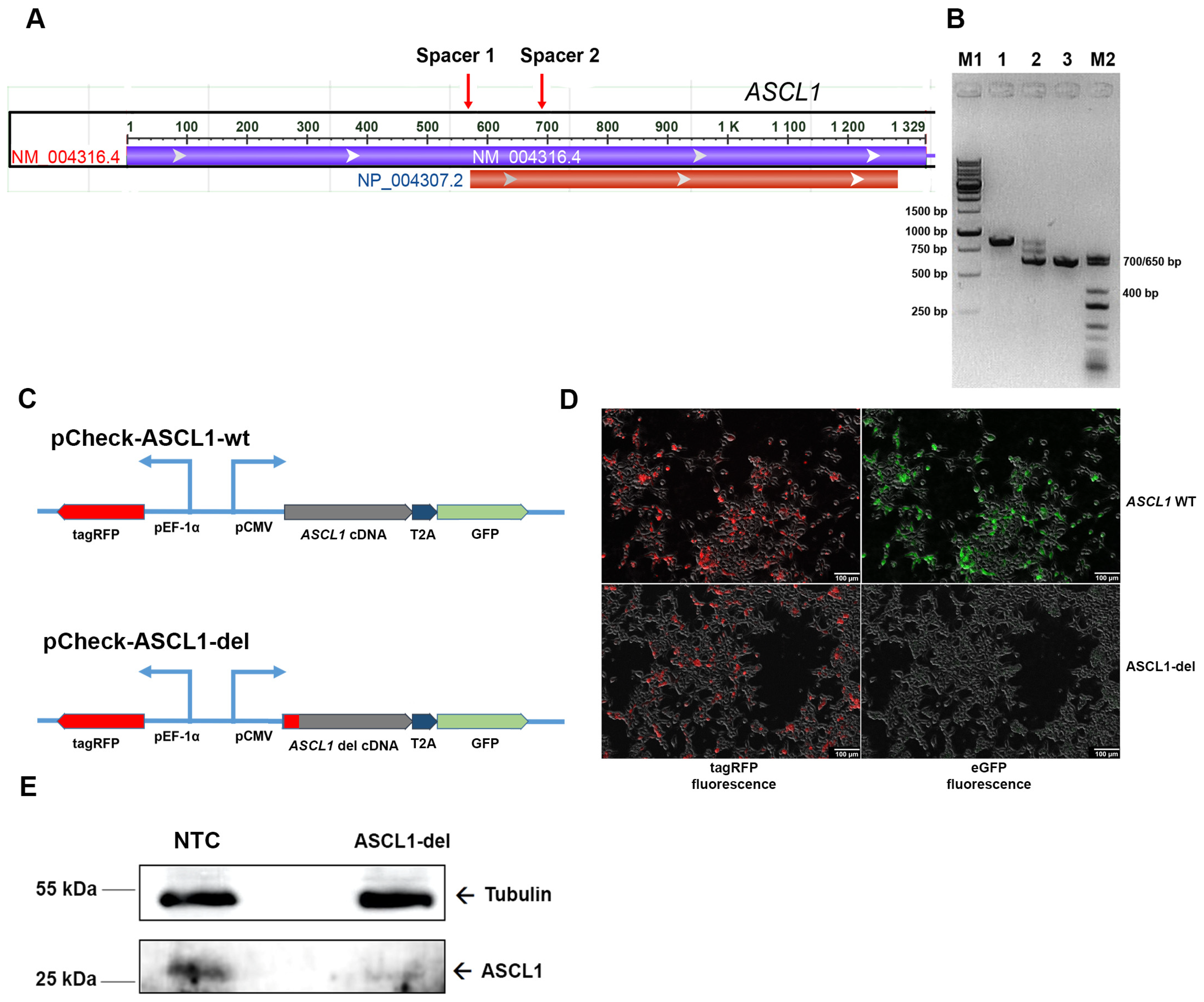 Ijms 24 15746 g002 Ijms 24 15746 g002