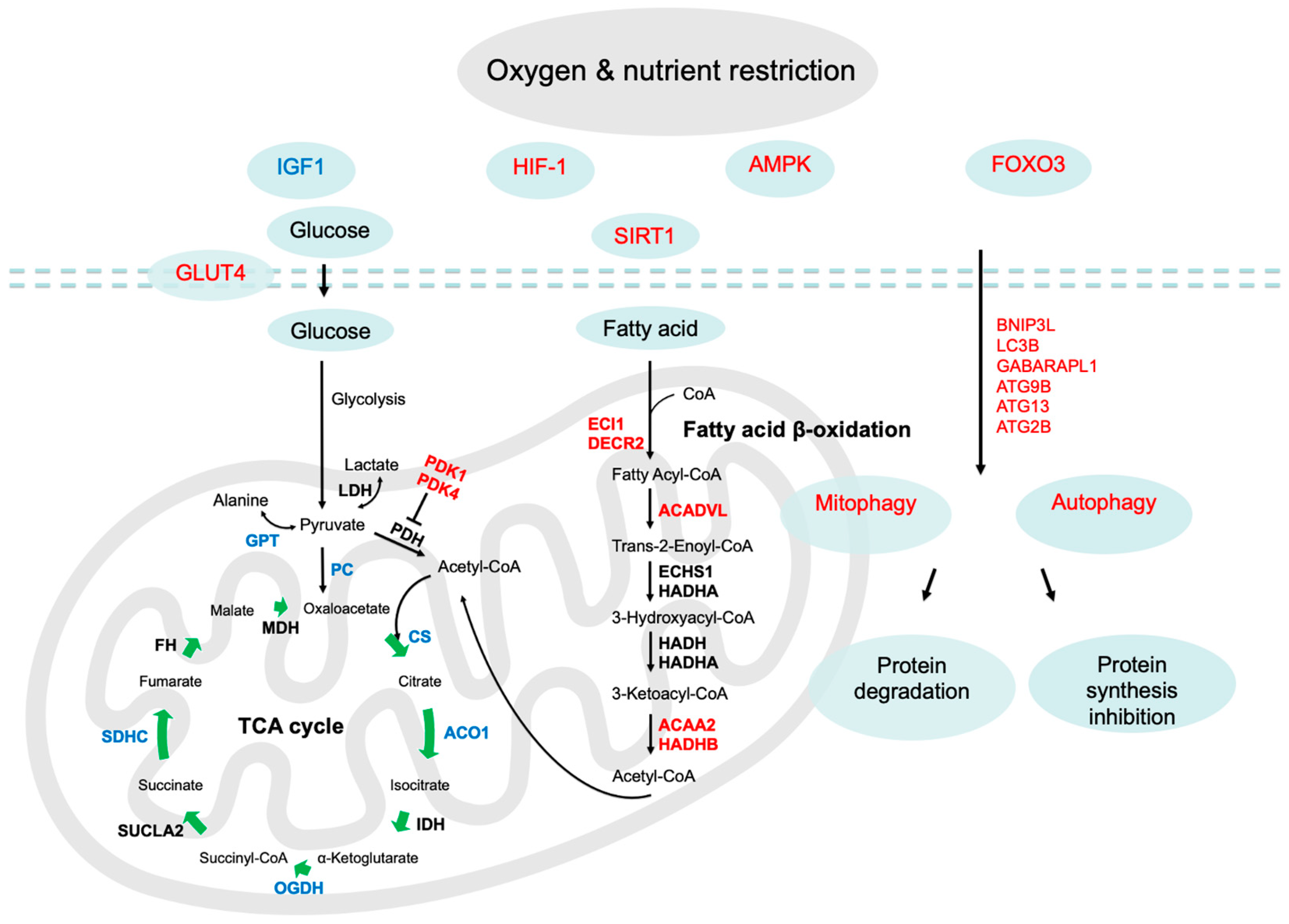 Ijms 24 15760 g005 Ijms 24 15760 g005