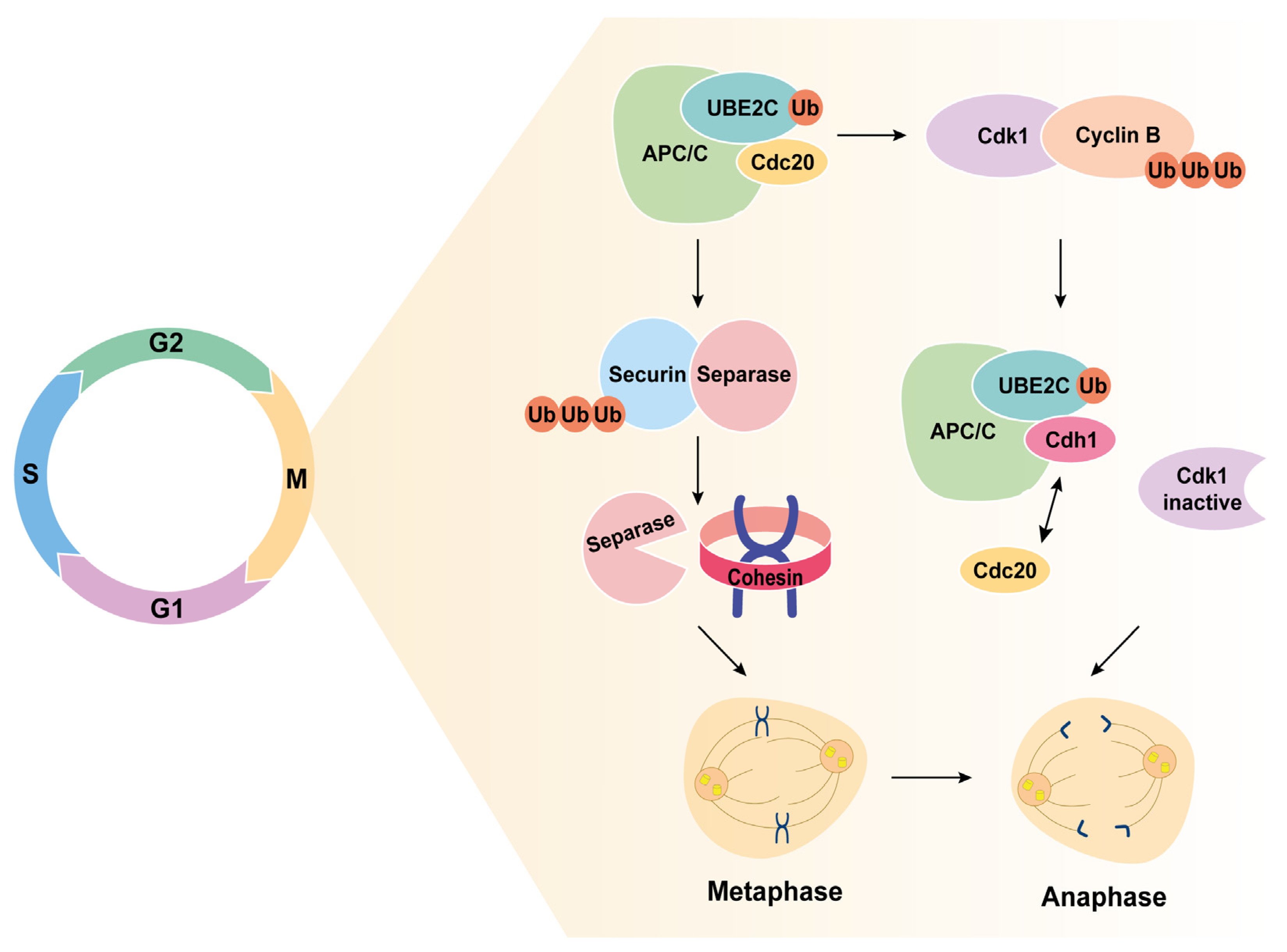 Ijms 24 15792 g001 Ijms 24 15792 g001