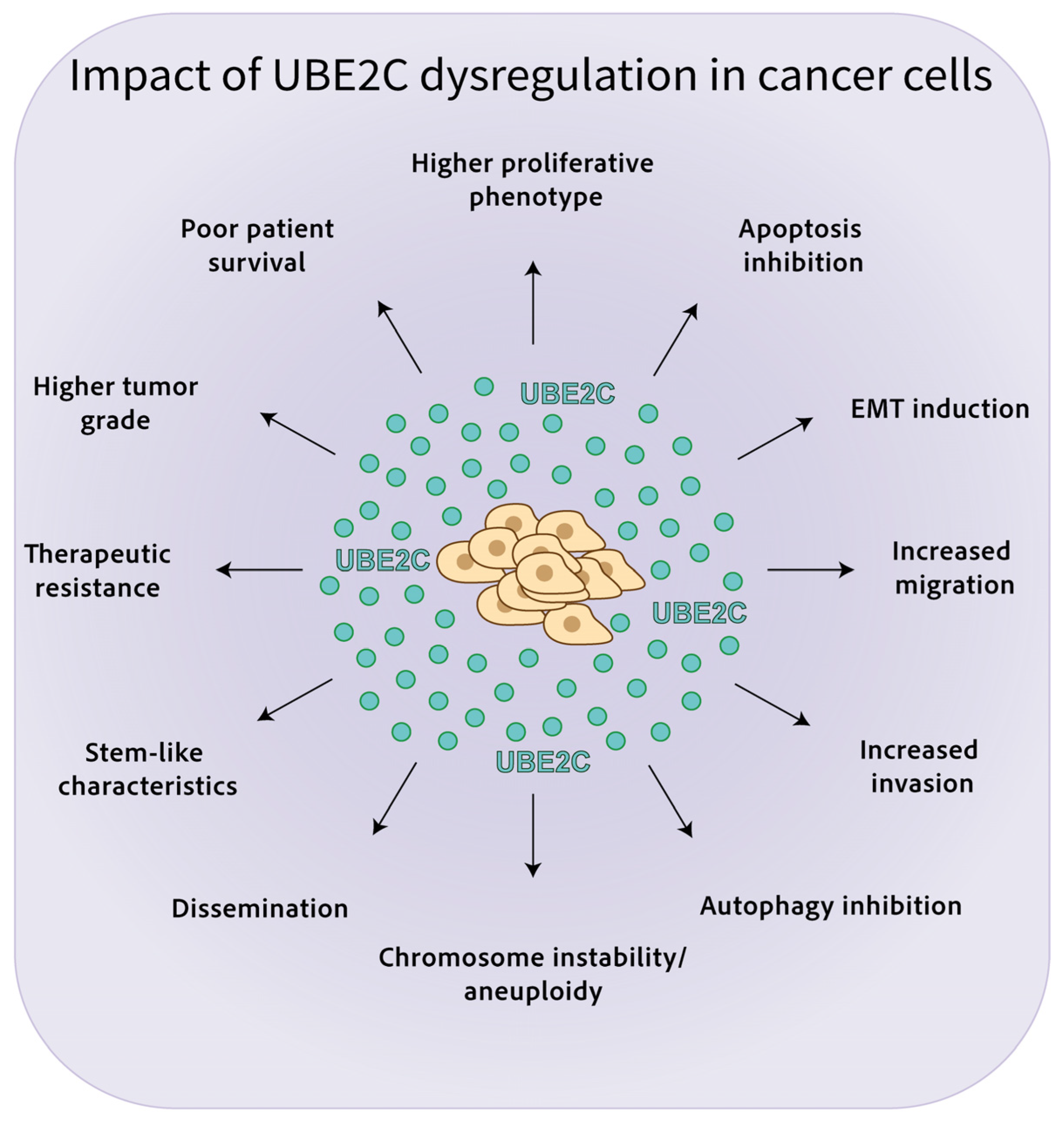 Ijms 24 15792 g002 Ijms 24 15792 g002