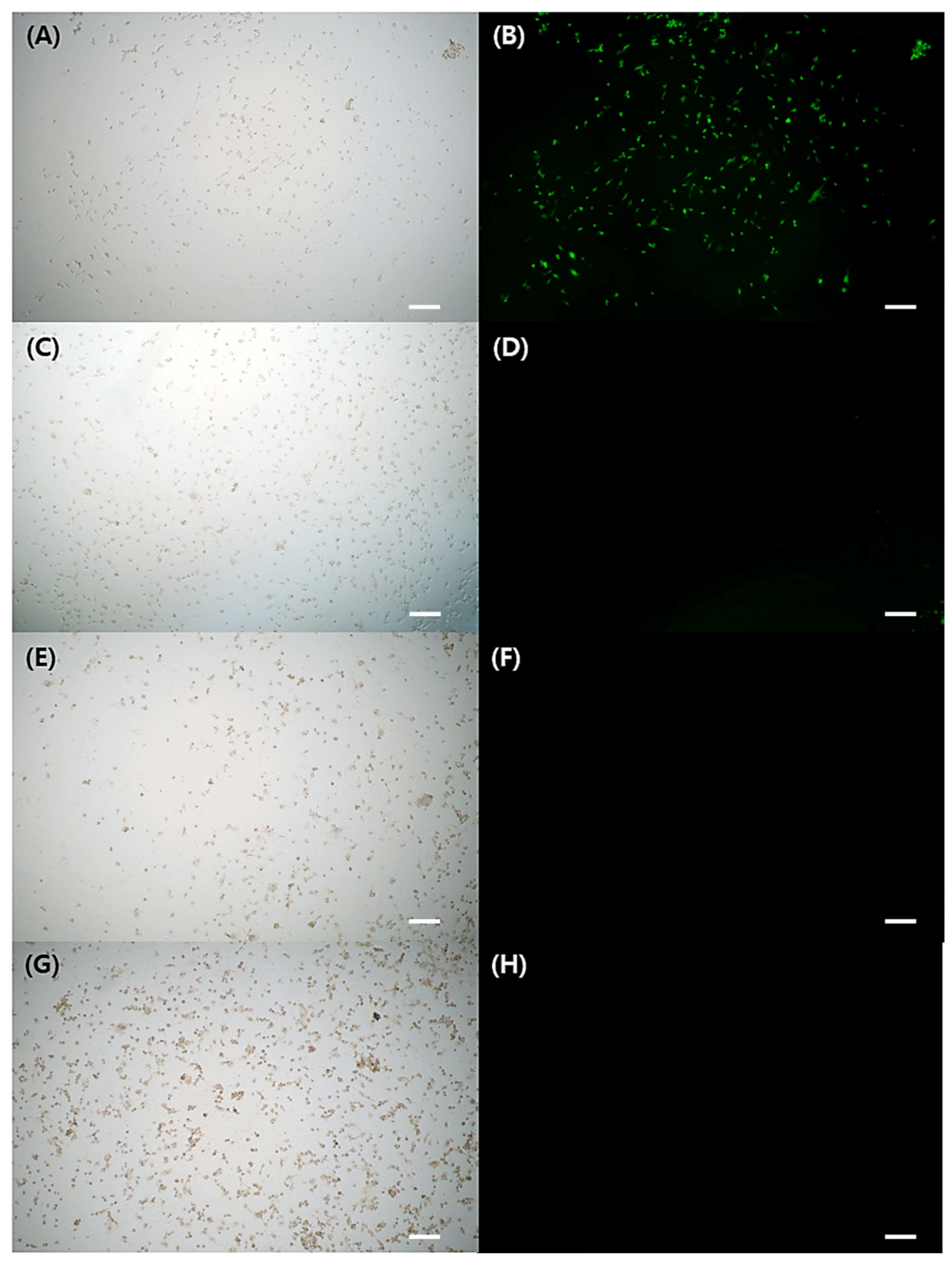 Ijms 24 15901 g003 Ijms 24 15901 g003