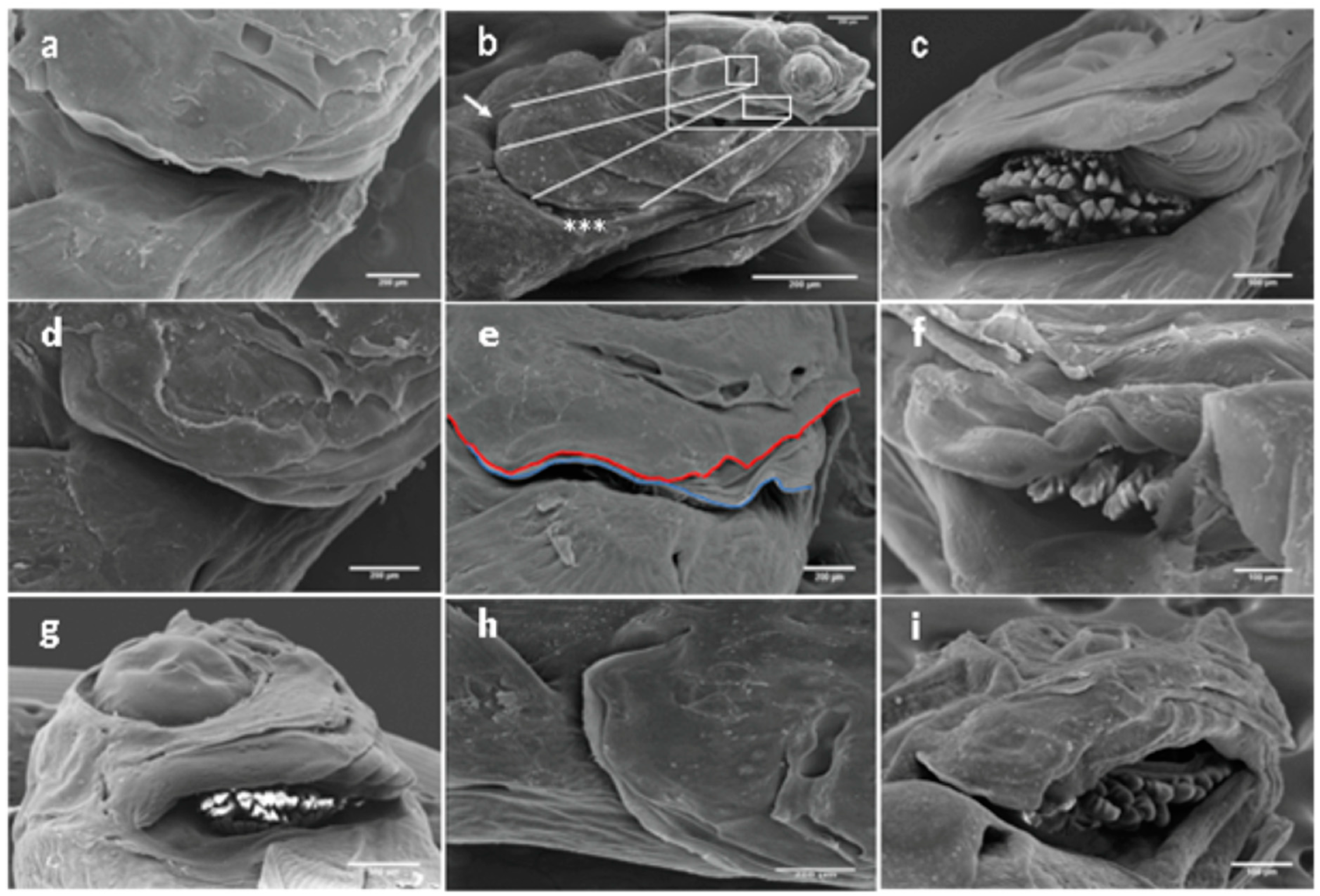 Operculum Fish Development Skeletal Morphogenesis and Anomalies in Gilthead Seabream: A ...