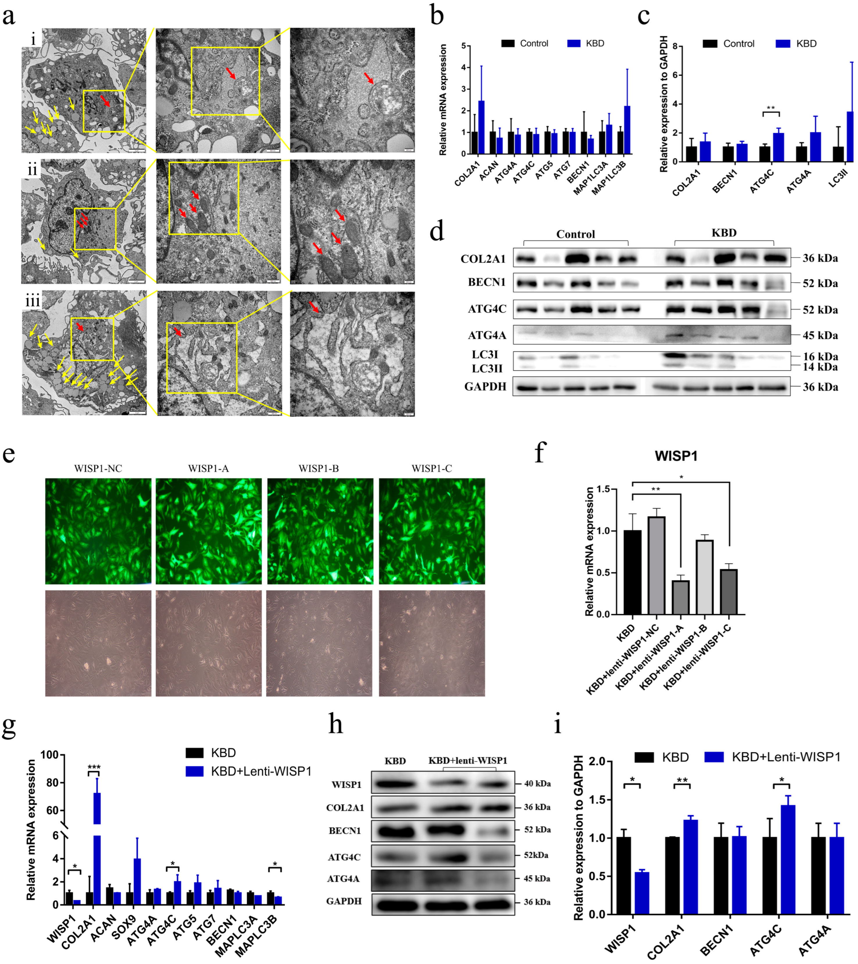 Ijms 24 16037 g002 Ijms 24 16037 g002