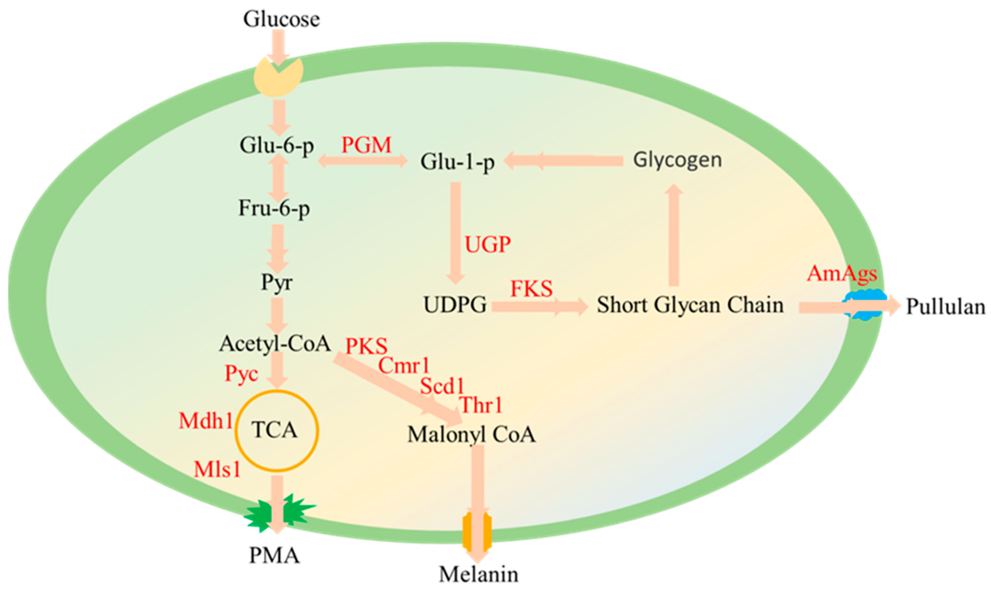 Ijms 24 16103 g009 Ijms 24 16103 g009