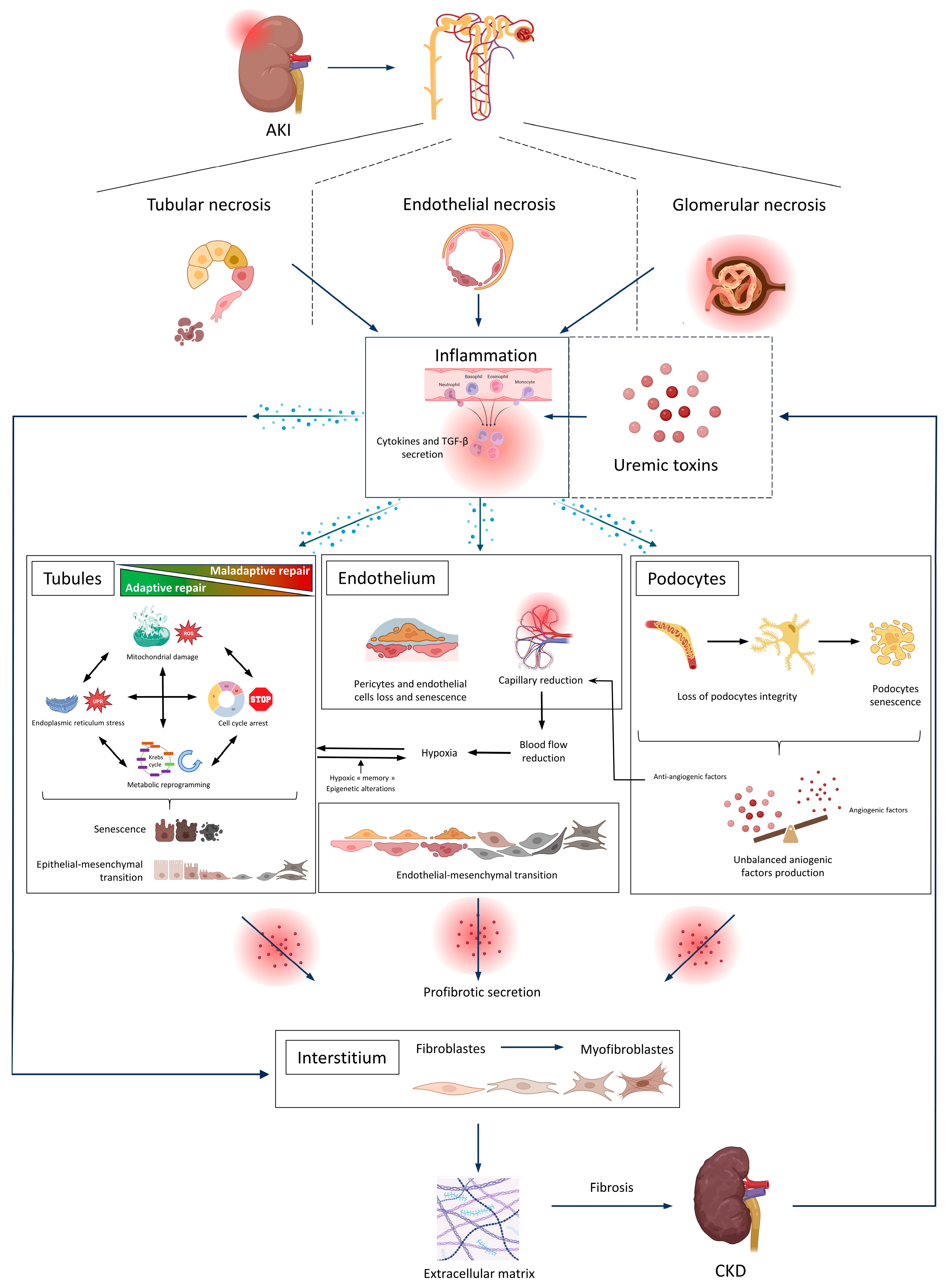Ijms 24 16152 g001 Ijms 24 16152 g001
