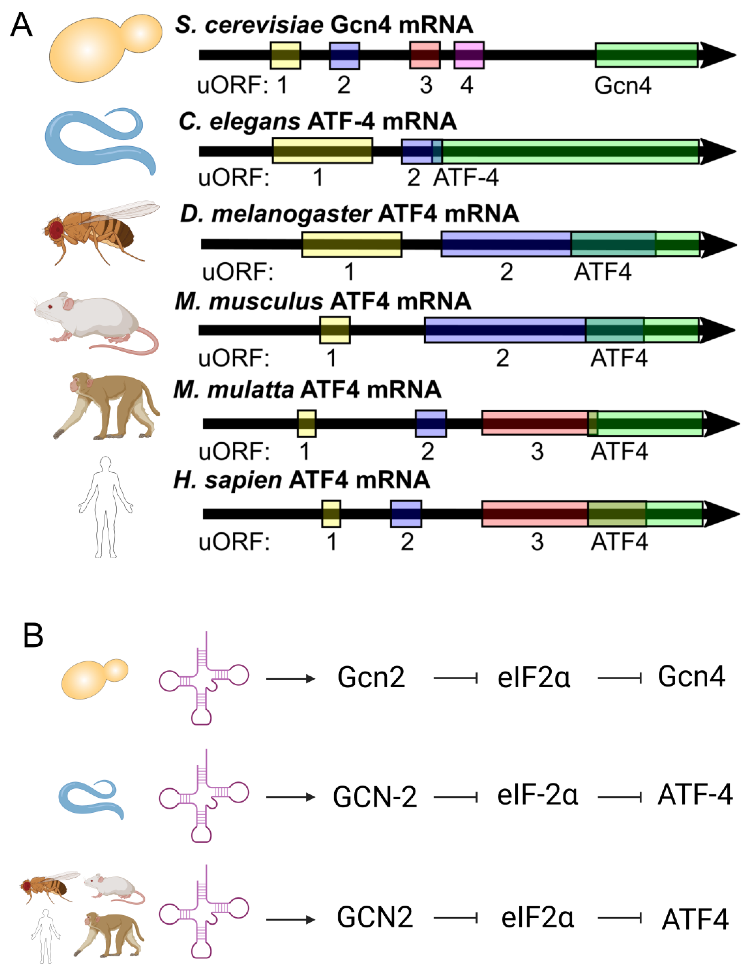 Ijms 24 16163 g001 Ijms 24 16163 g001