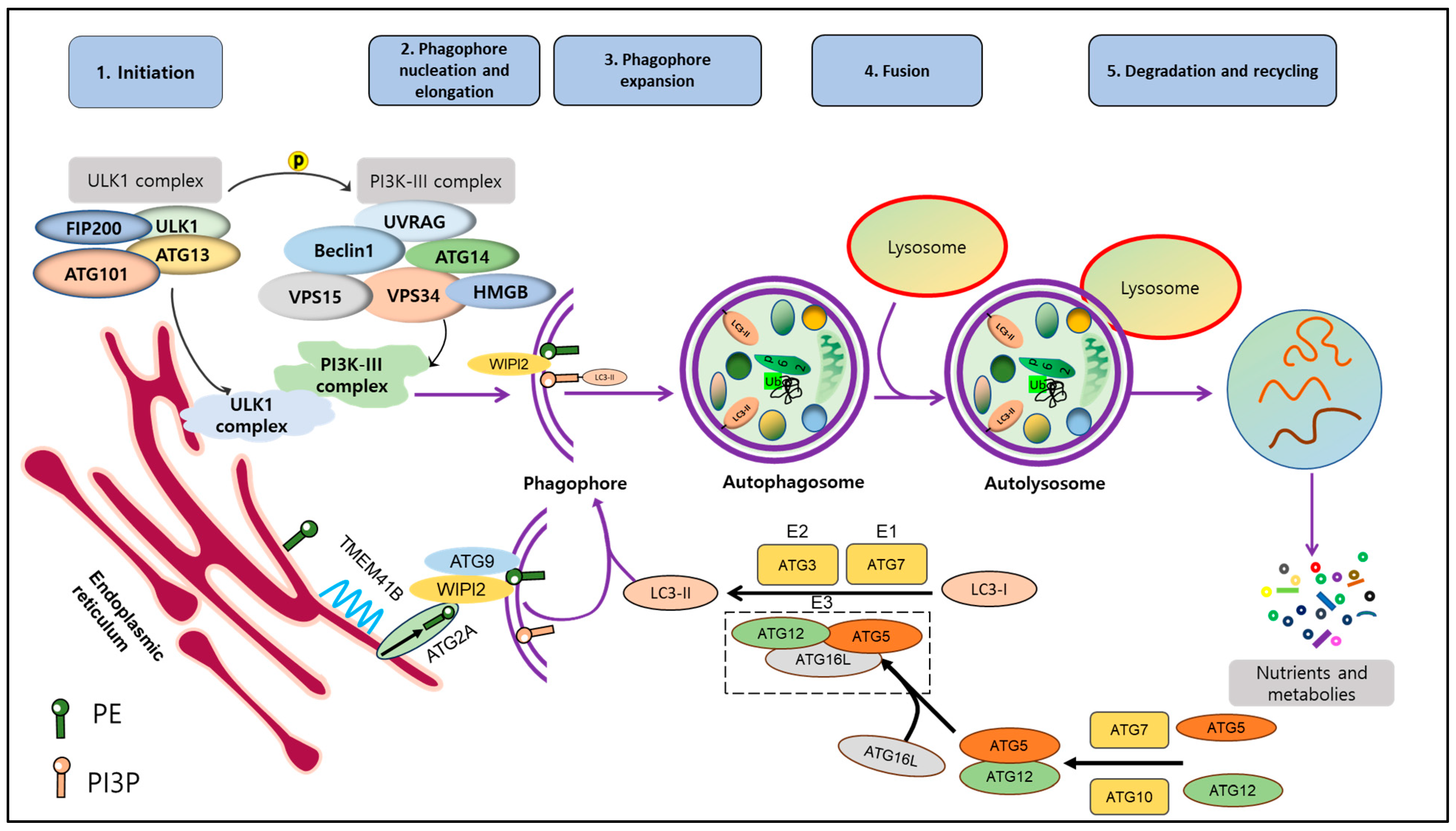 Ijms 24 16255 g001 Ijms 24 16255 g001