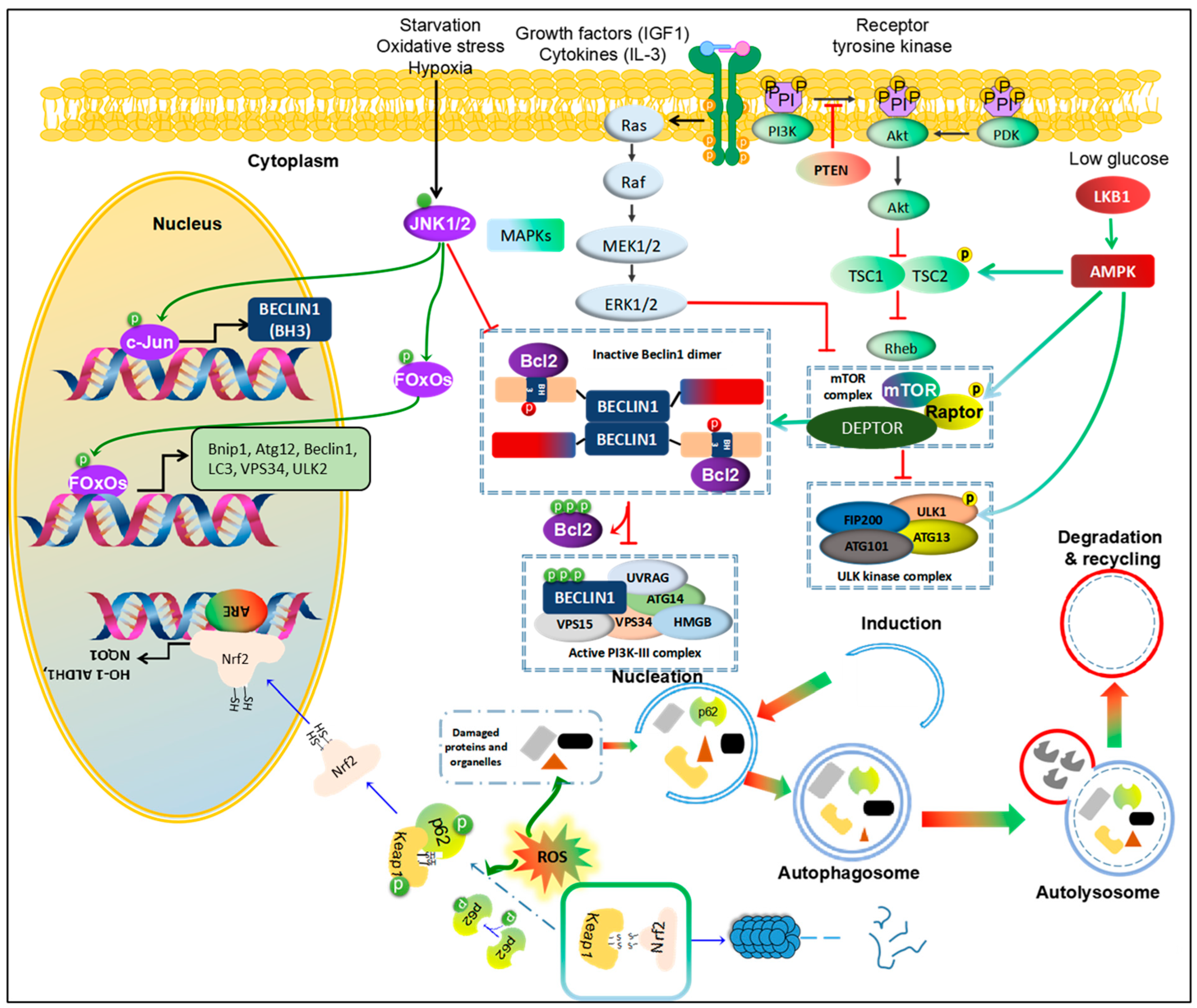 Ijms 24 16255 g002 Ijms 24 16255 g002