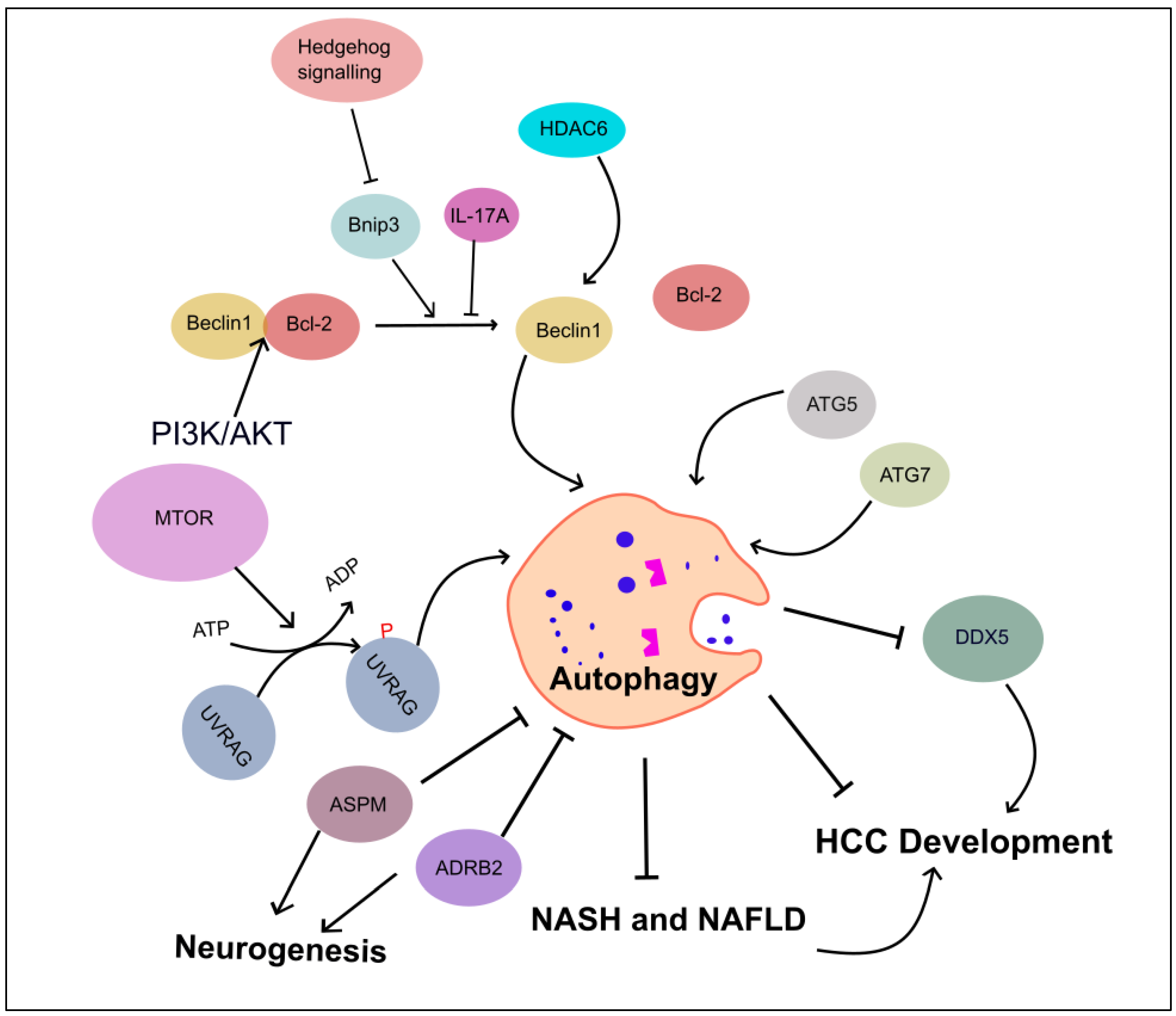 Ijms 24 16255 g004 Ijms 24 16255 g004