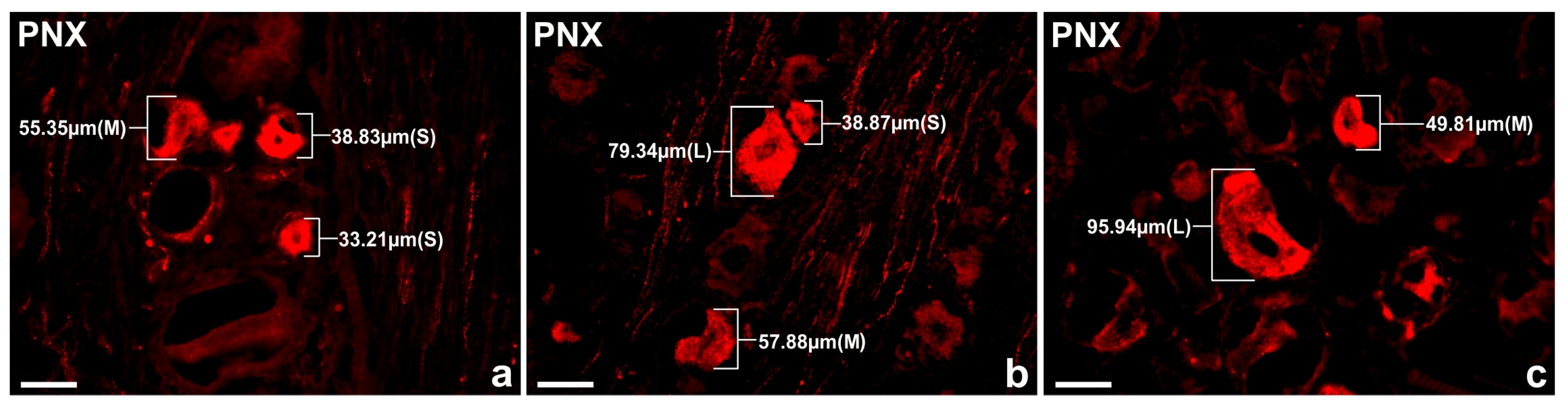 Ijms 24 16647 g004 Ijms 24 16647 g004