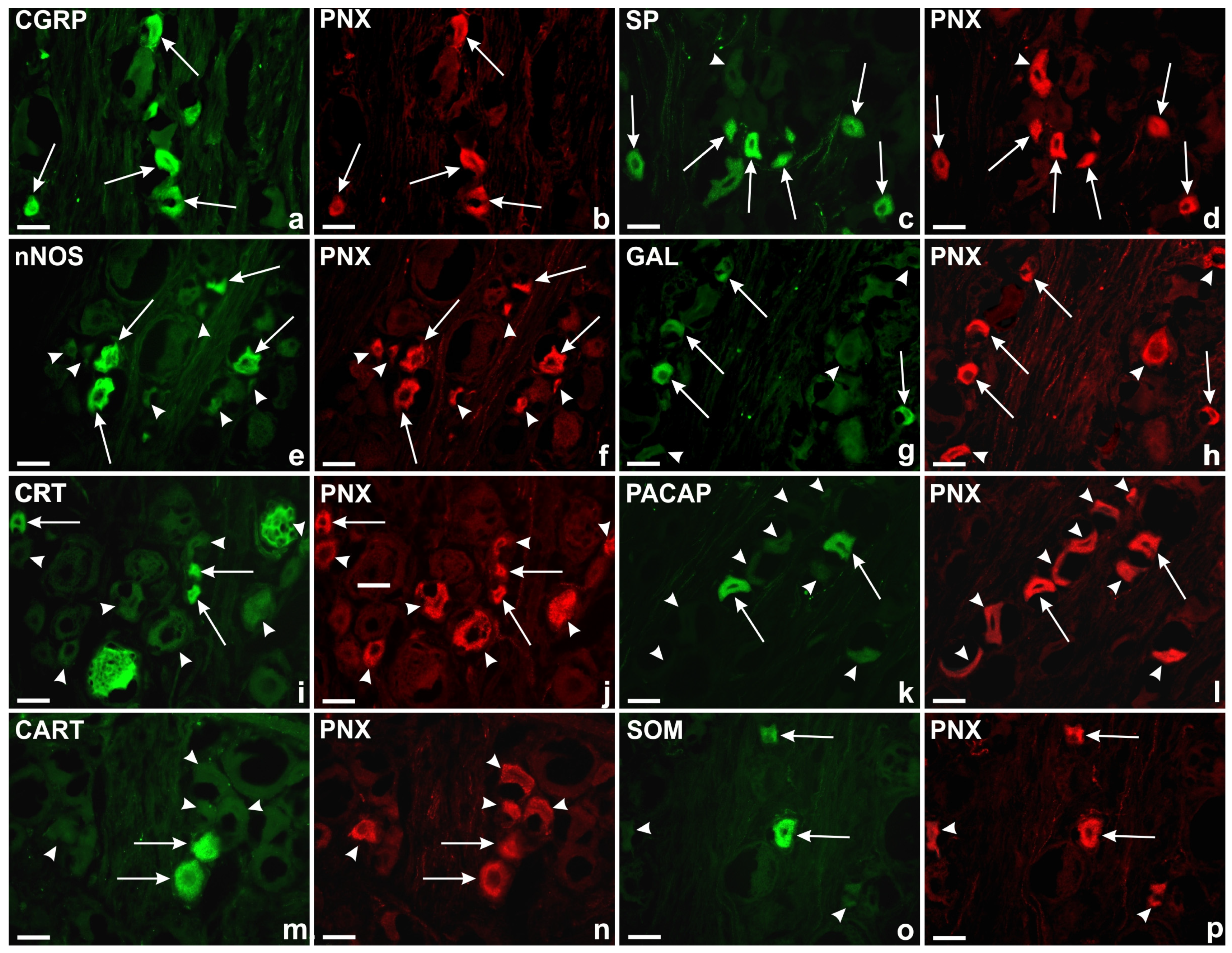 Ijms 24 16647 g006 Ijms 24 16647 g006