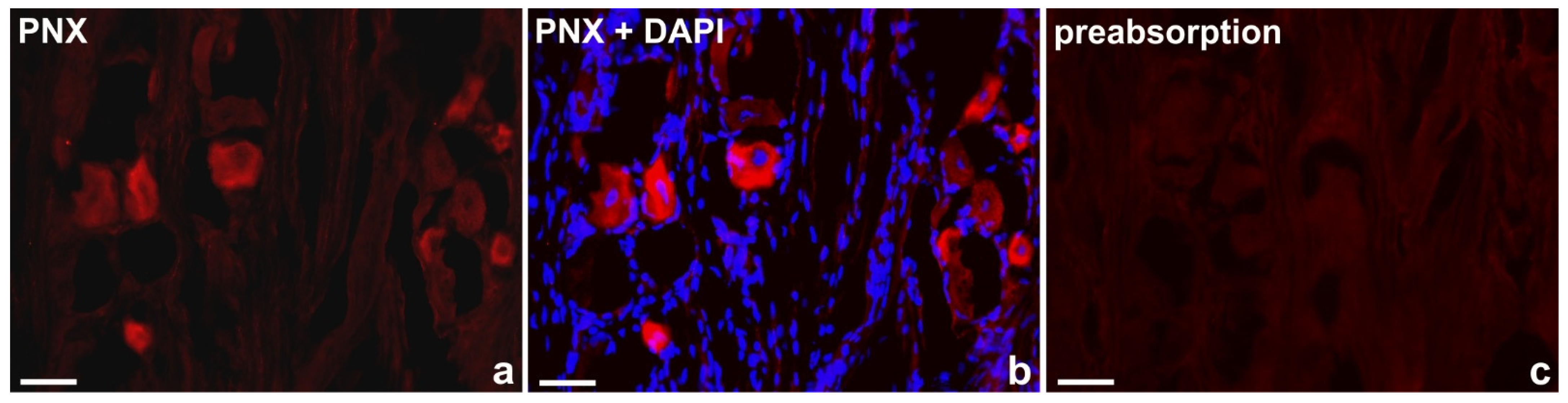 Ijms 24 16647 g009 Ijms 24 16647 g009