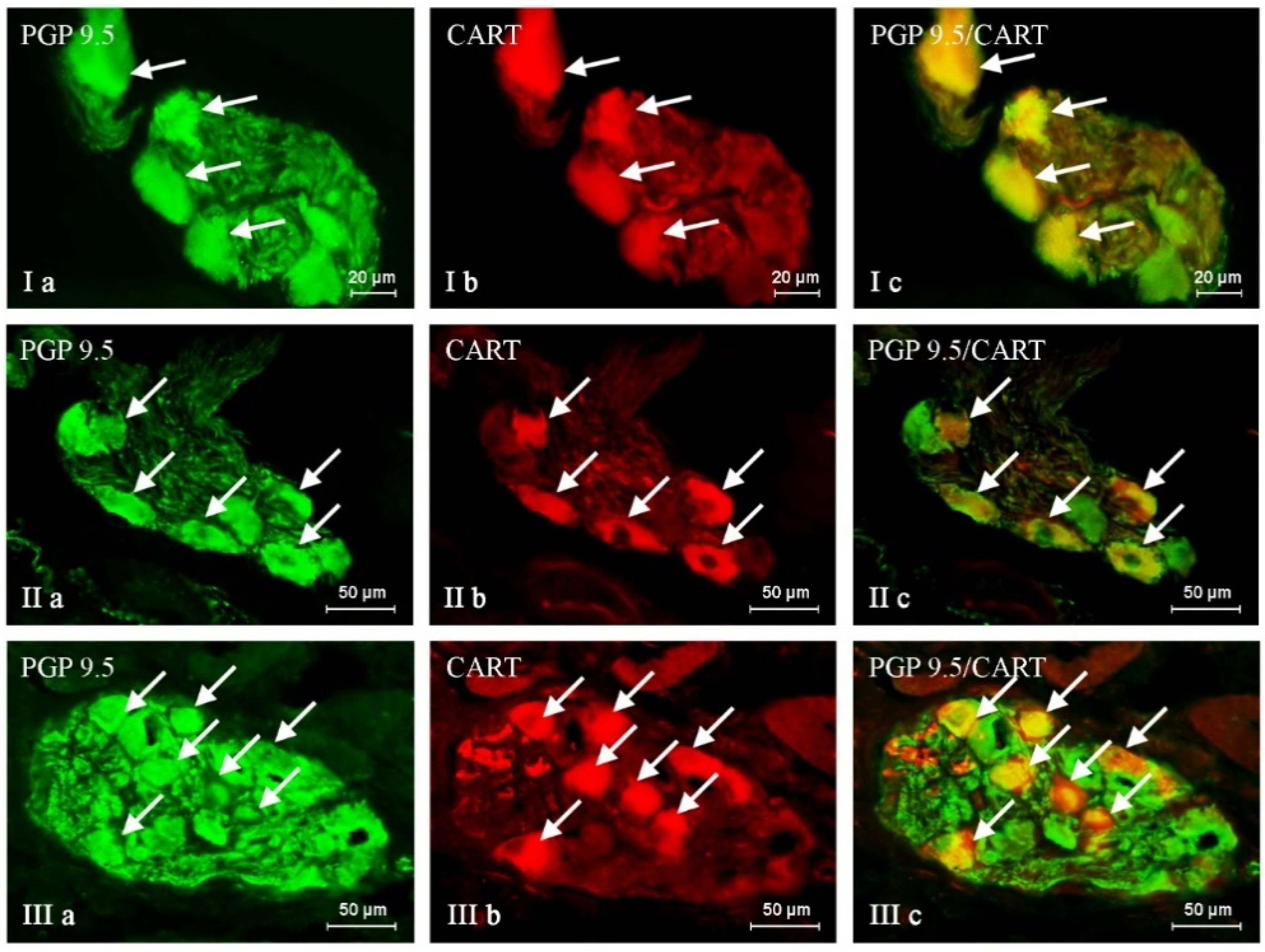 Ijms 24 16792 g002 Ijms 24 16792 g002