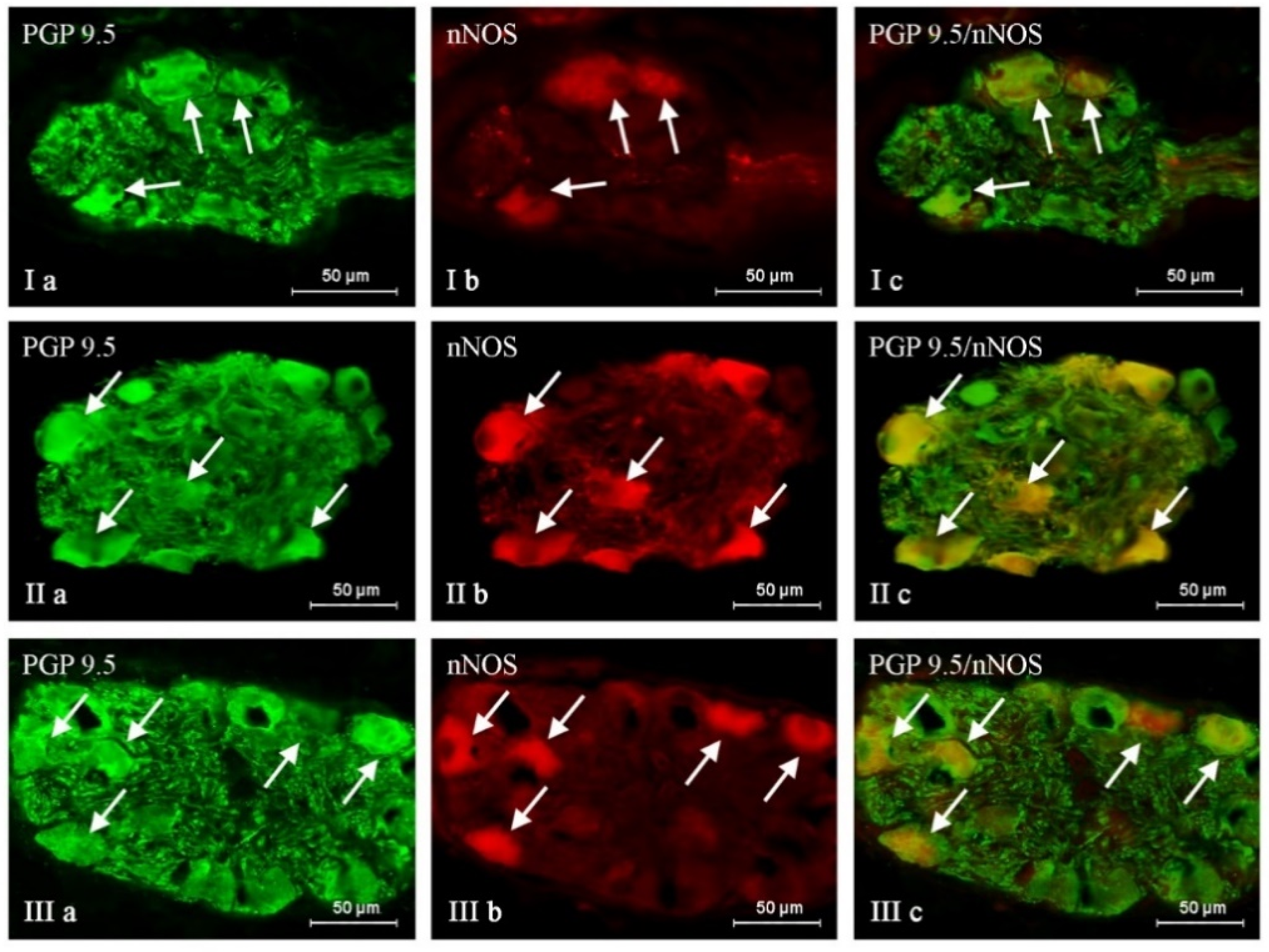Ijms 24 16792 g003 Ijms 24 16792 g003