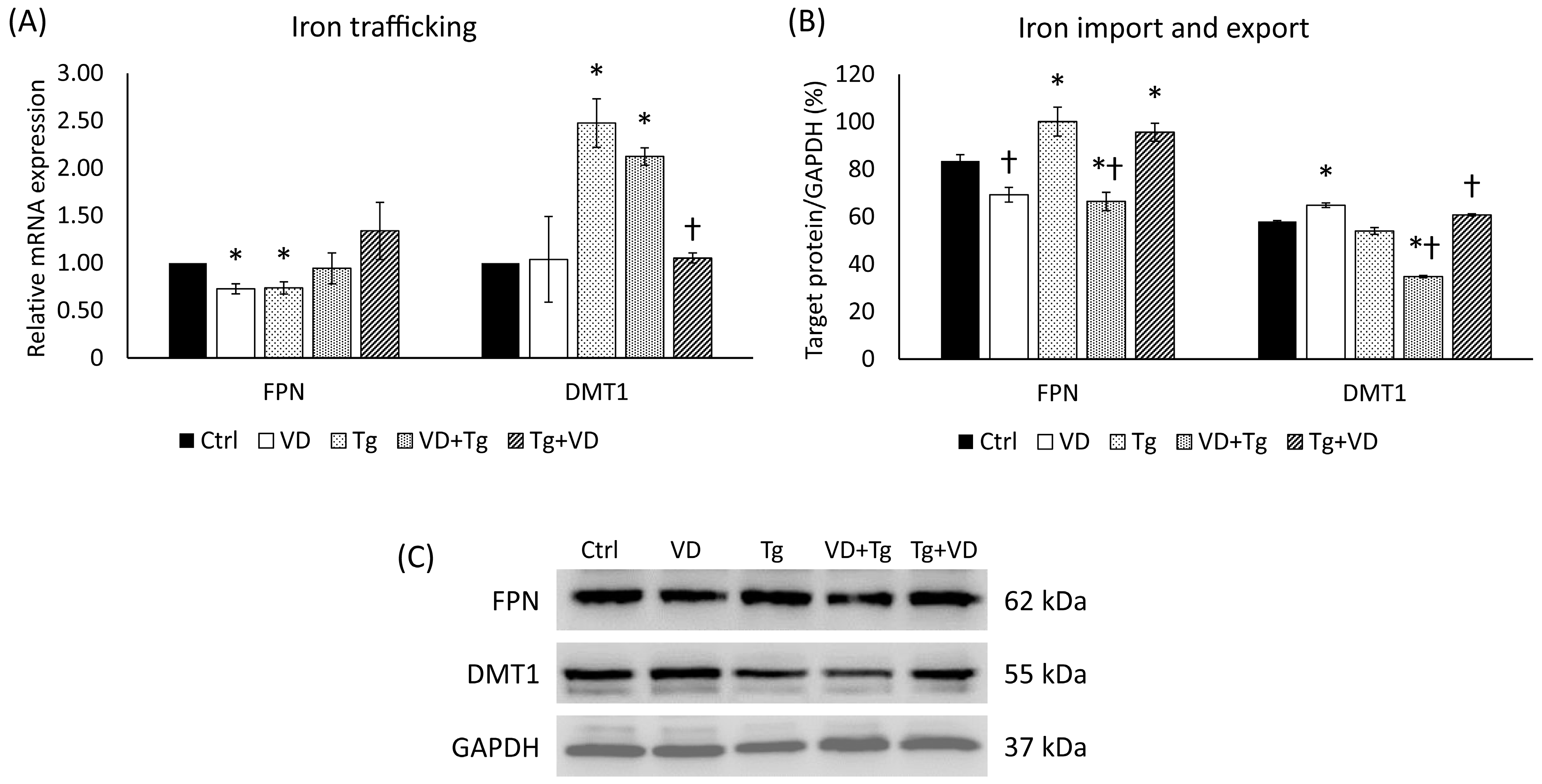 Ijms 24 16883 g007 Ijms 24 16883 g007